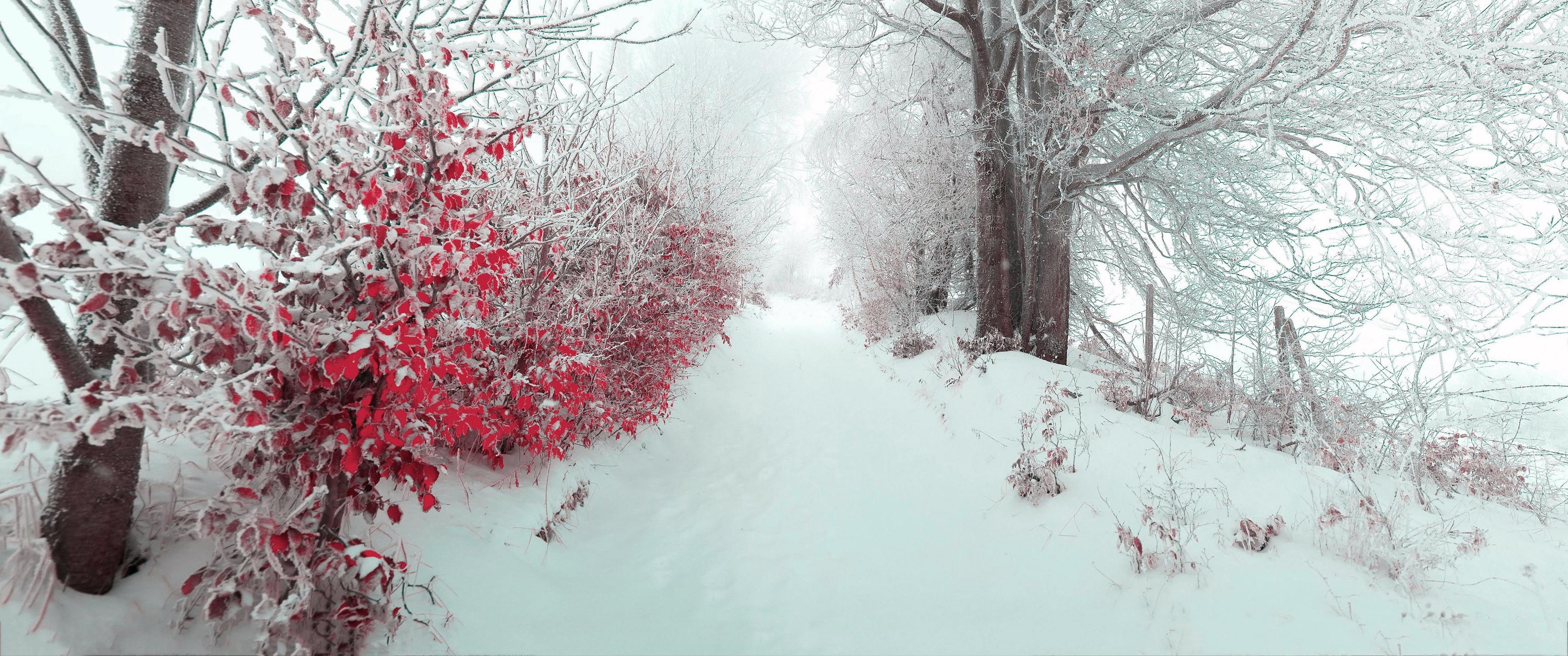 3440x1440 Winter Lane [3440x1440]