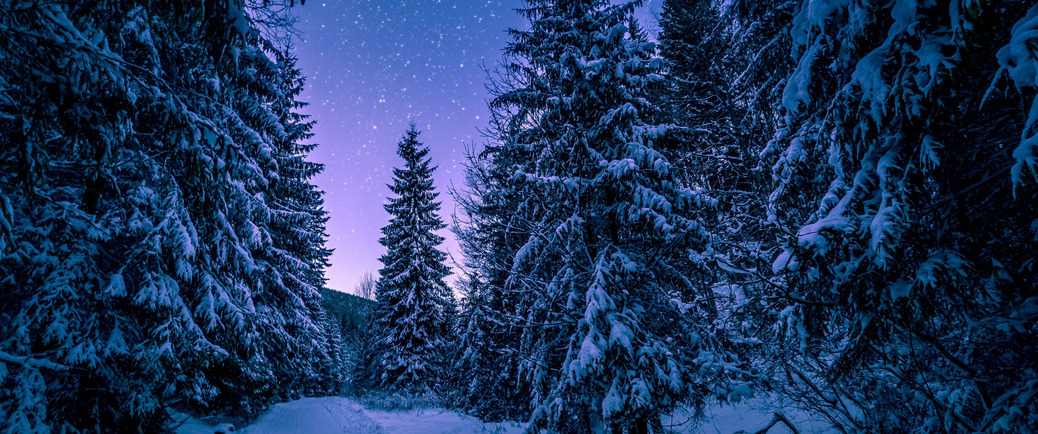 3440x1440 Winter Snowy Pine Trees Forest 4K Wallpaper