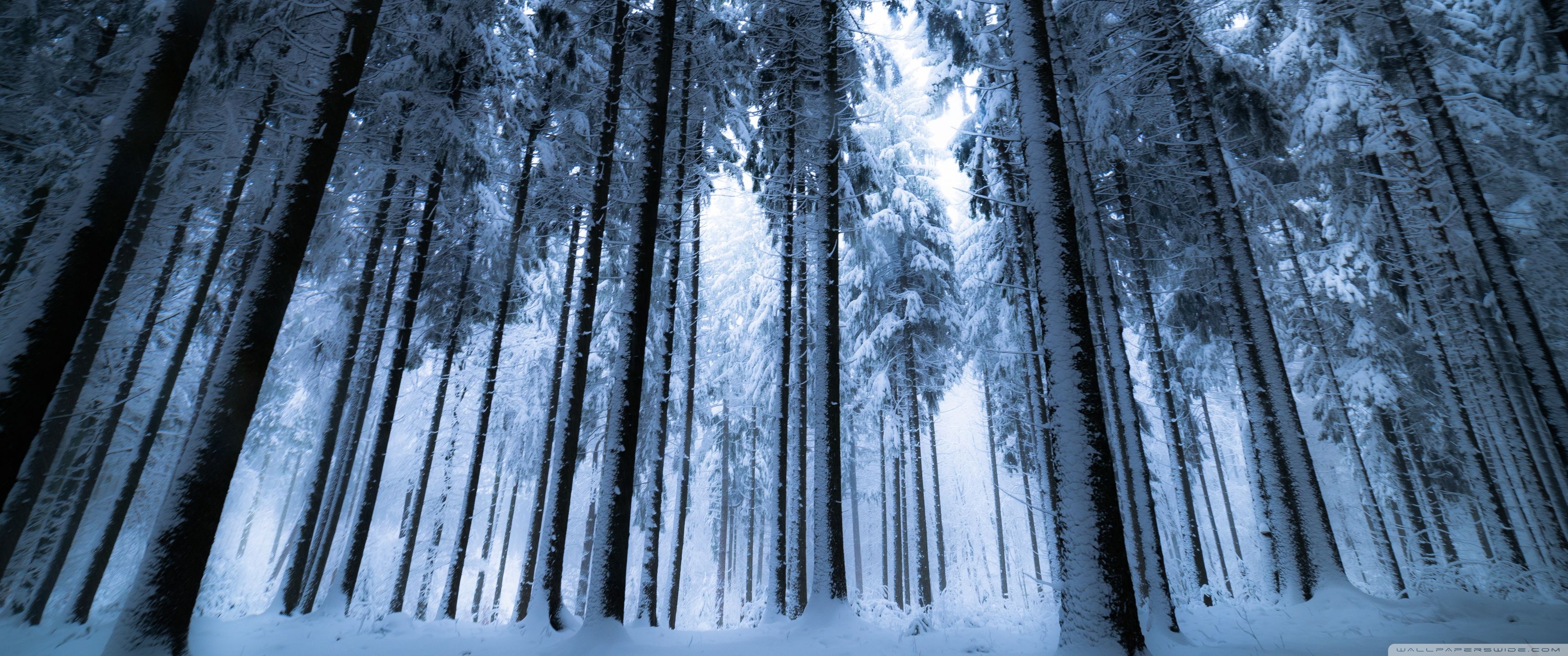 3440x1440 Winter Forest 3440x1440 Wallpaper