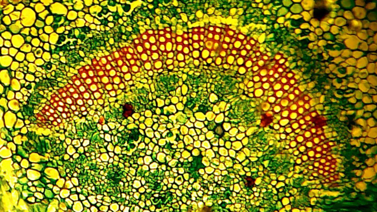 1244x700 Virus medical biology detail medicine psychedelic science abstract abstraction chemistry Genetics wallpaperx1080
