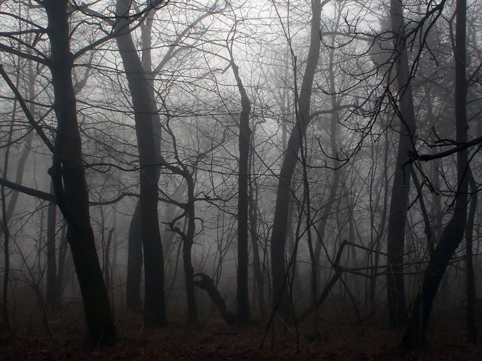 1600x1200 Twilight Forest. Night forest, Forest photo, Dark forest
