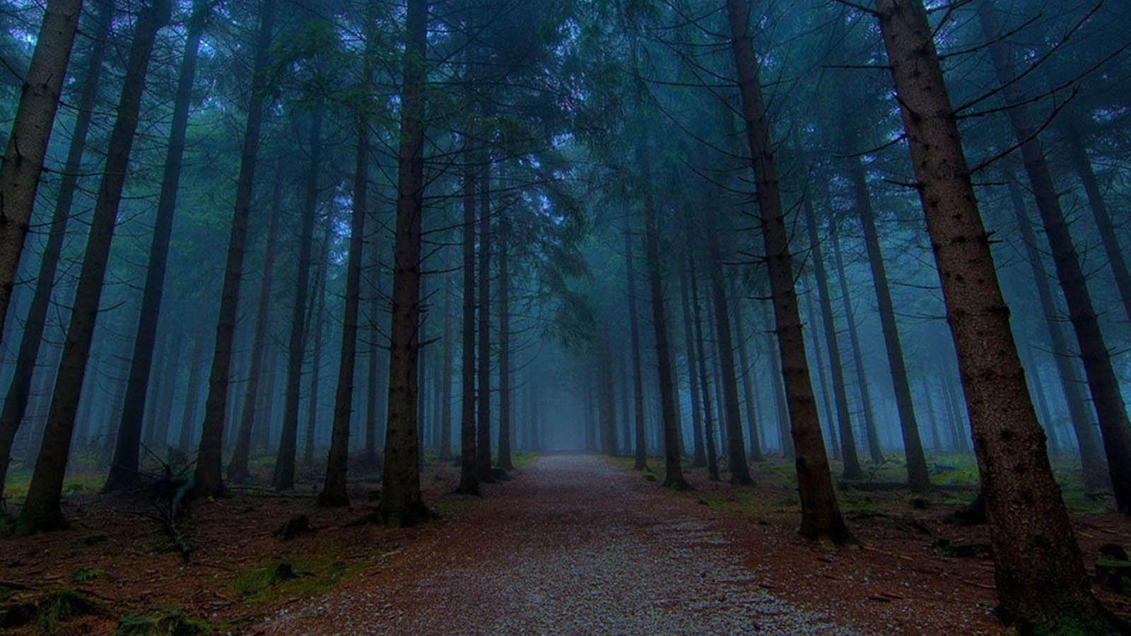 1600x900 Free download wallpaper Twilight Forest [1600x1200] for your Desktop, Mobile & Tablet. Explore Forest Desktop Background. Forest Wallpaper Hd, Forest Desktop Wallpaper, Rainforest Wallpaper