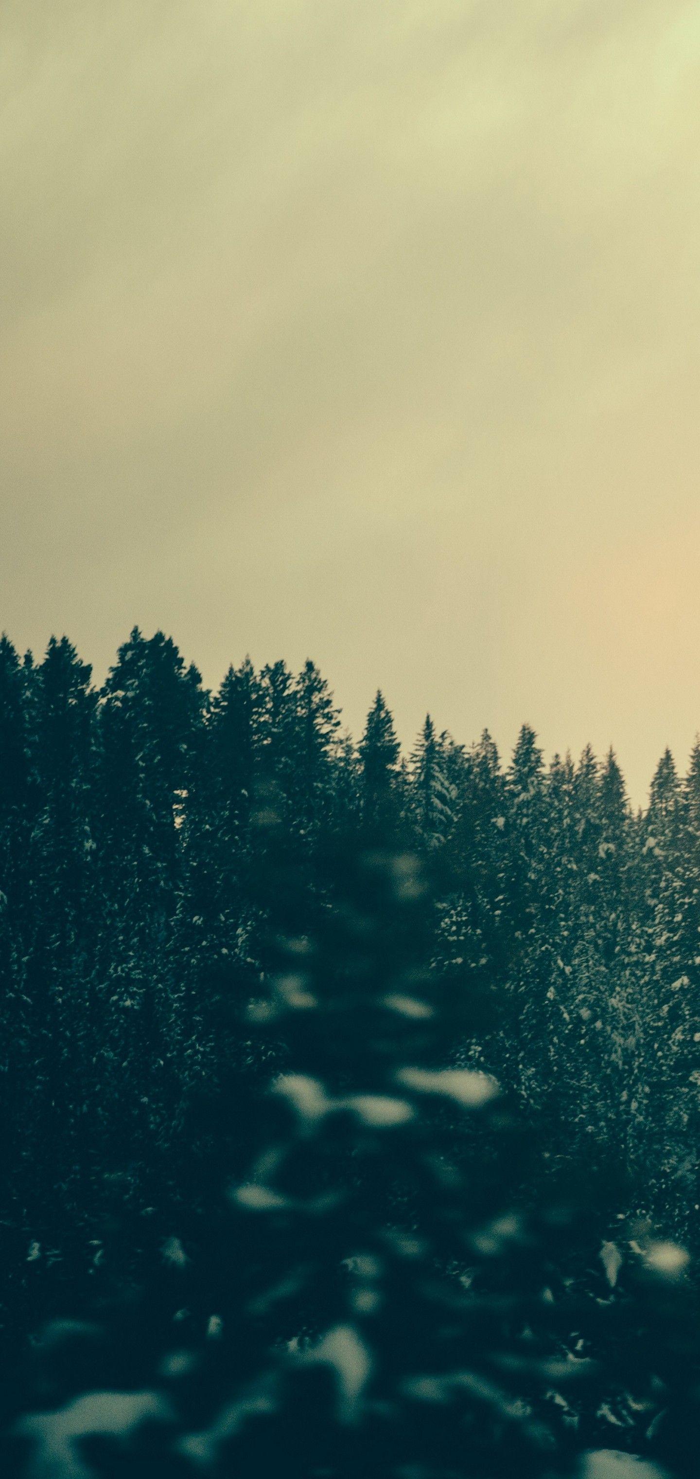 1440x3040 Forest Trees Twilight Wallpaper - [1440x3040]