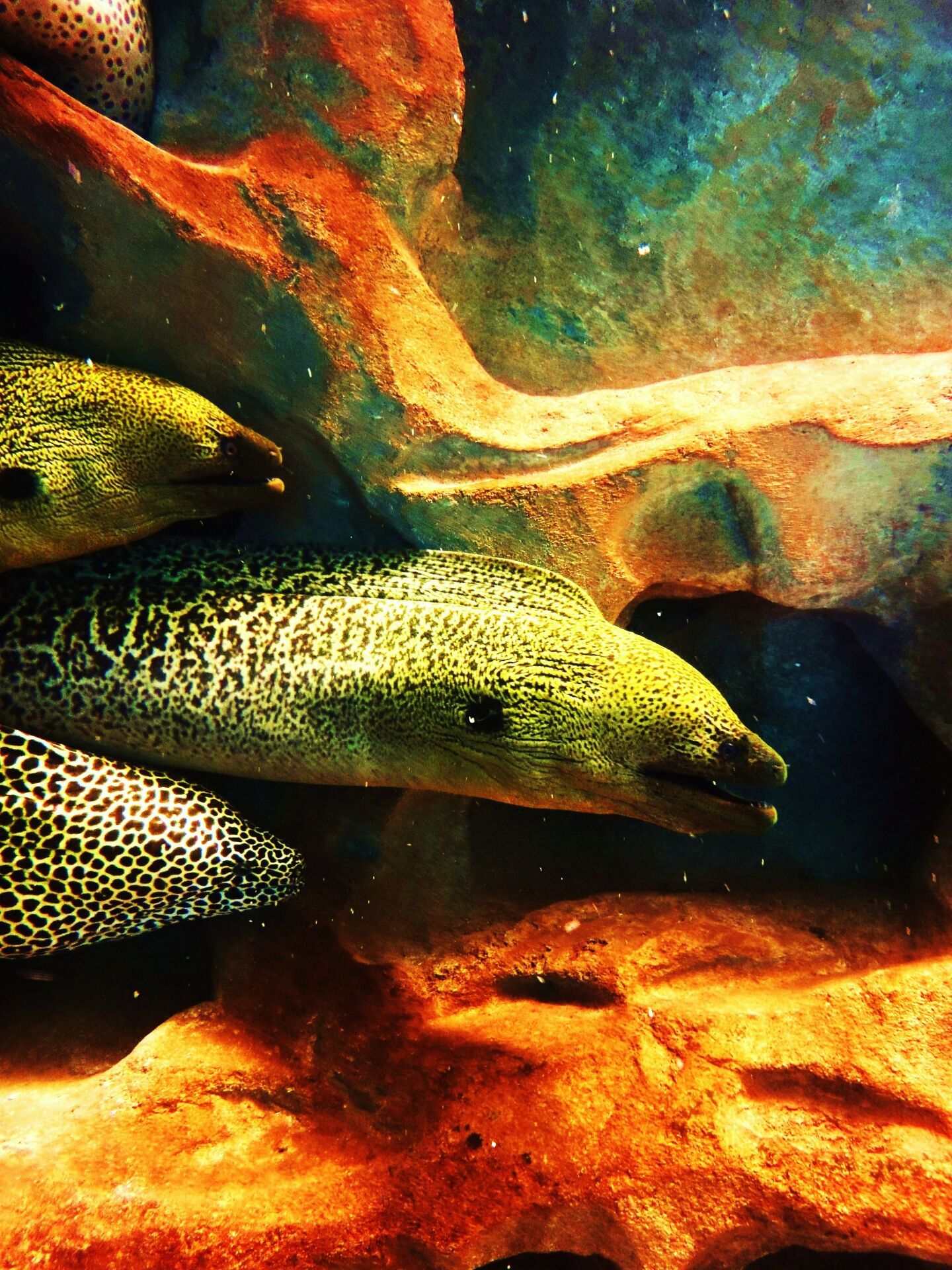 1440x1920 Free of eel, fish, monster photo on
