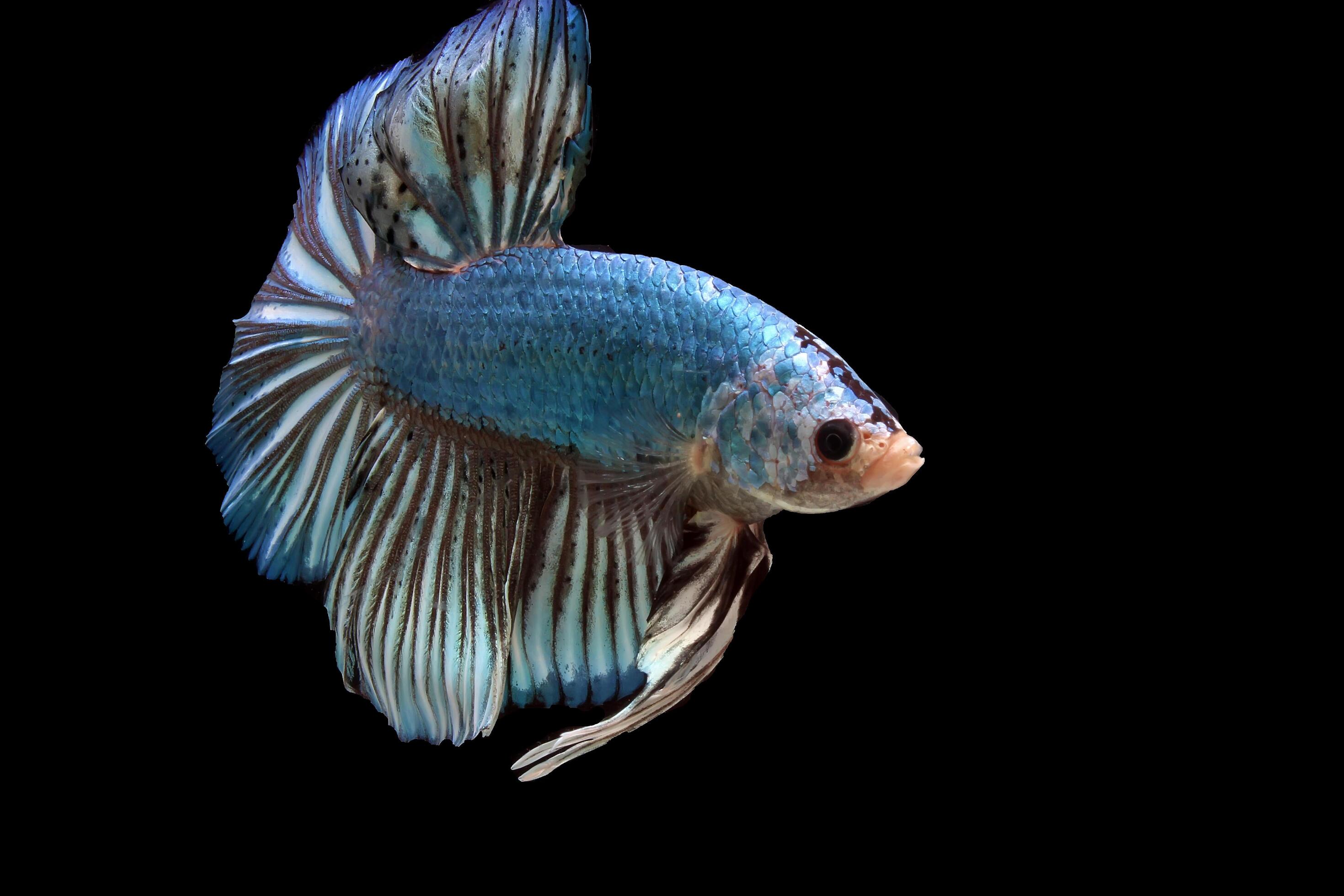 2940x1960 Blue monster giant betta fish