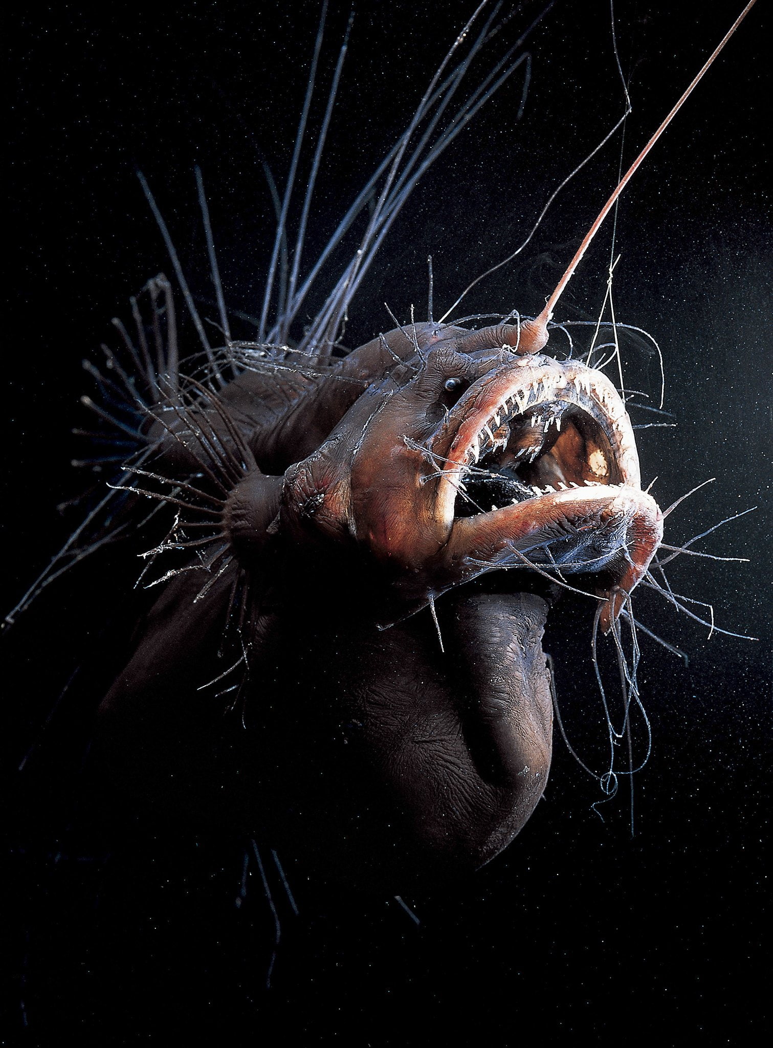 1511x2048 Free download. HD wallpaper: Anglerfish, creepy, Dark, fangs, monster, ocean, sea, underwater