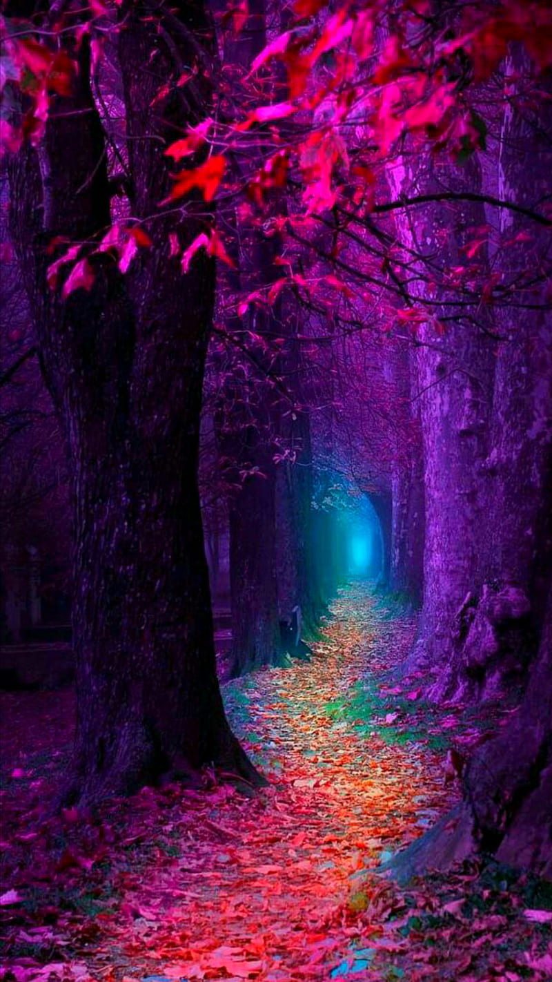 800x1422 HD purple autumn wallpaper