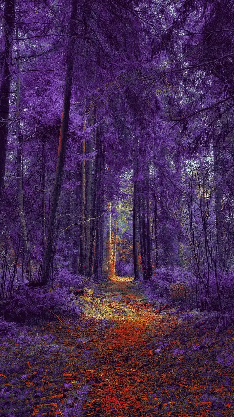 800x1422 HD purple autumn wallpaper