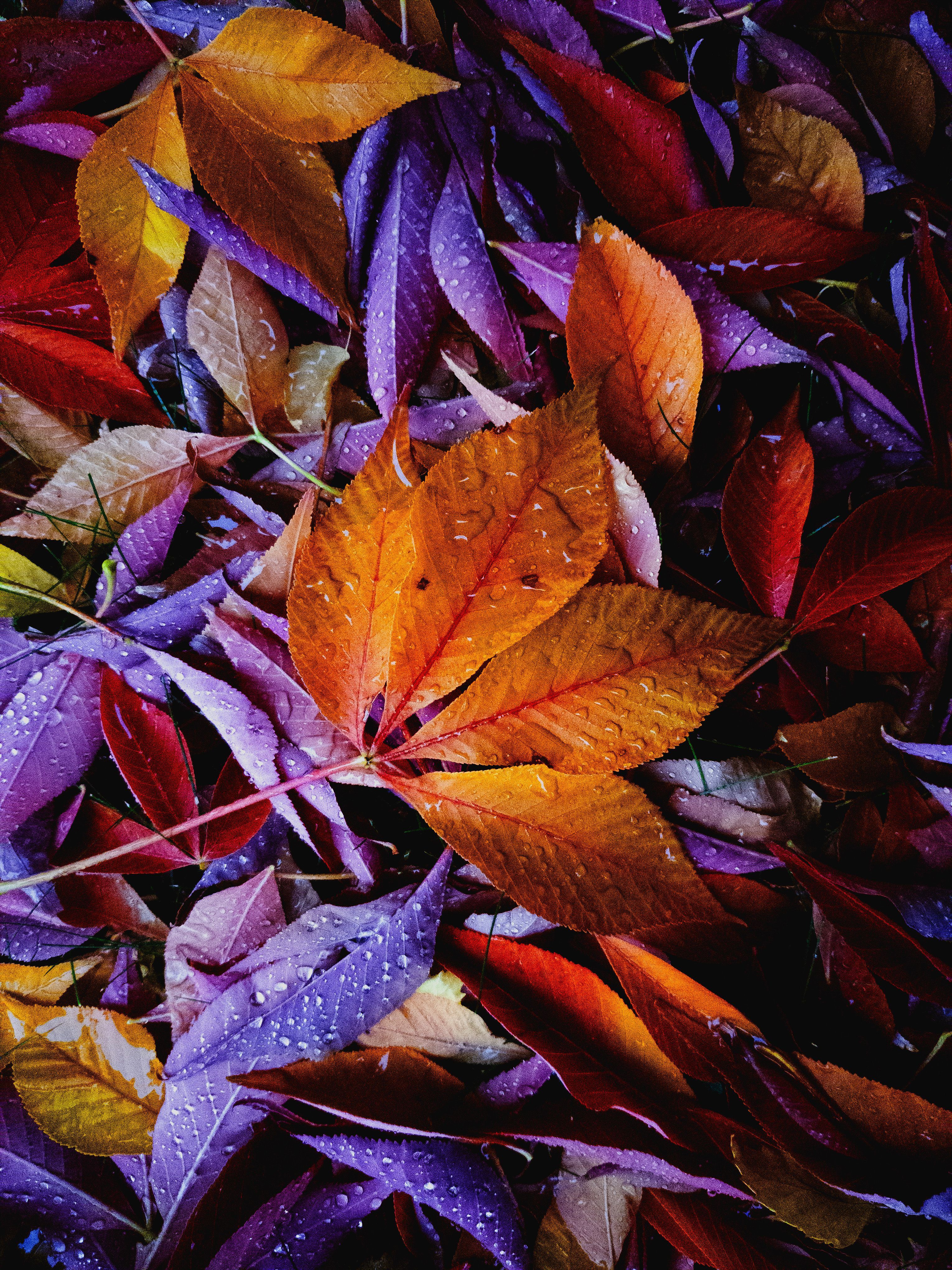 3060x4080 Purple Fall Photo, Download The BEST Free Purple Fall & HD Image