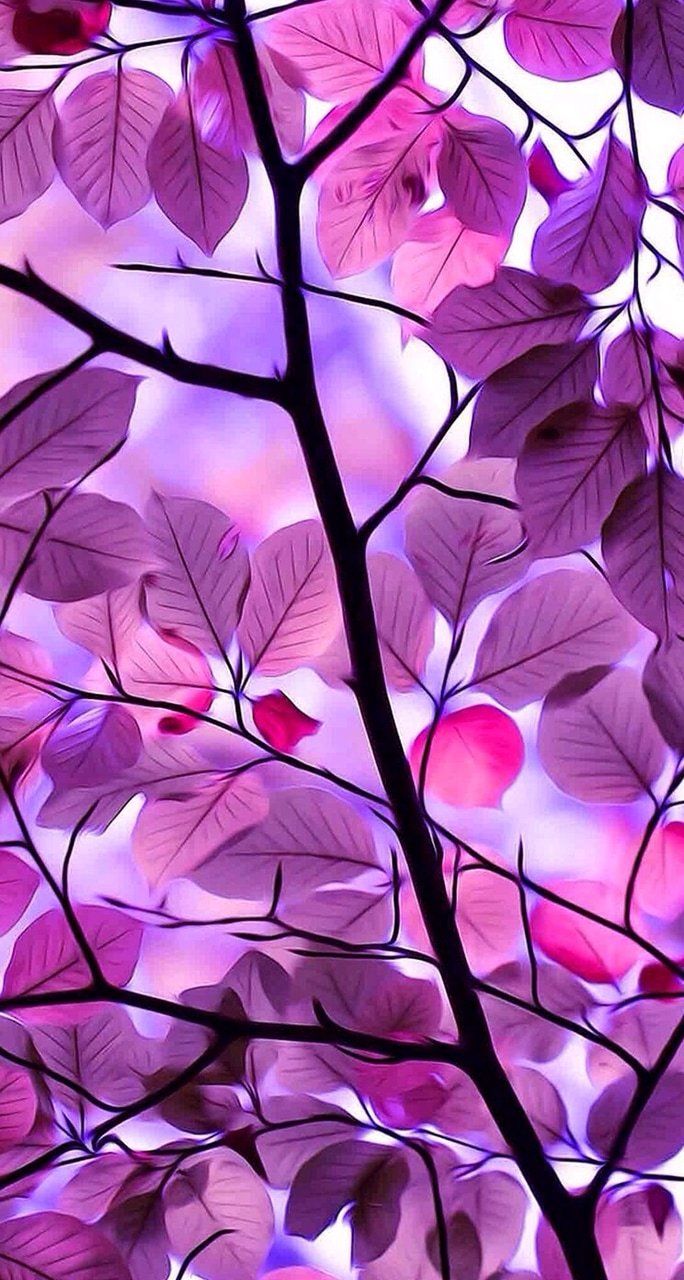 684x1280 Purple Fall Wallpaper
