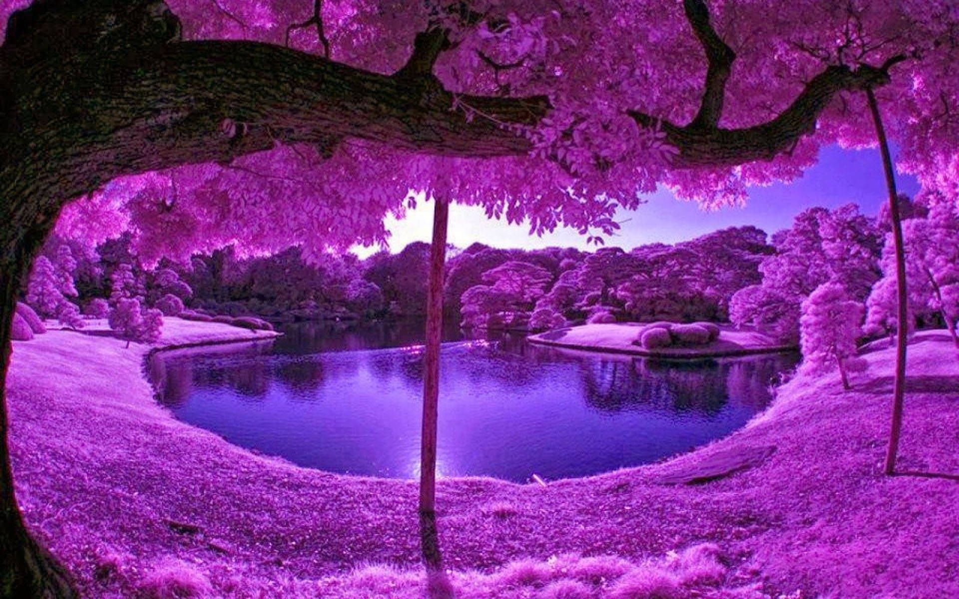 1920x1200 Aesthetic Light Purple Autumn Wallpaper