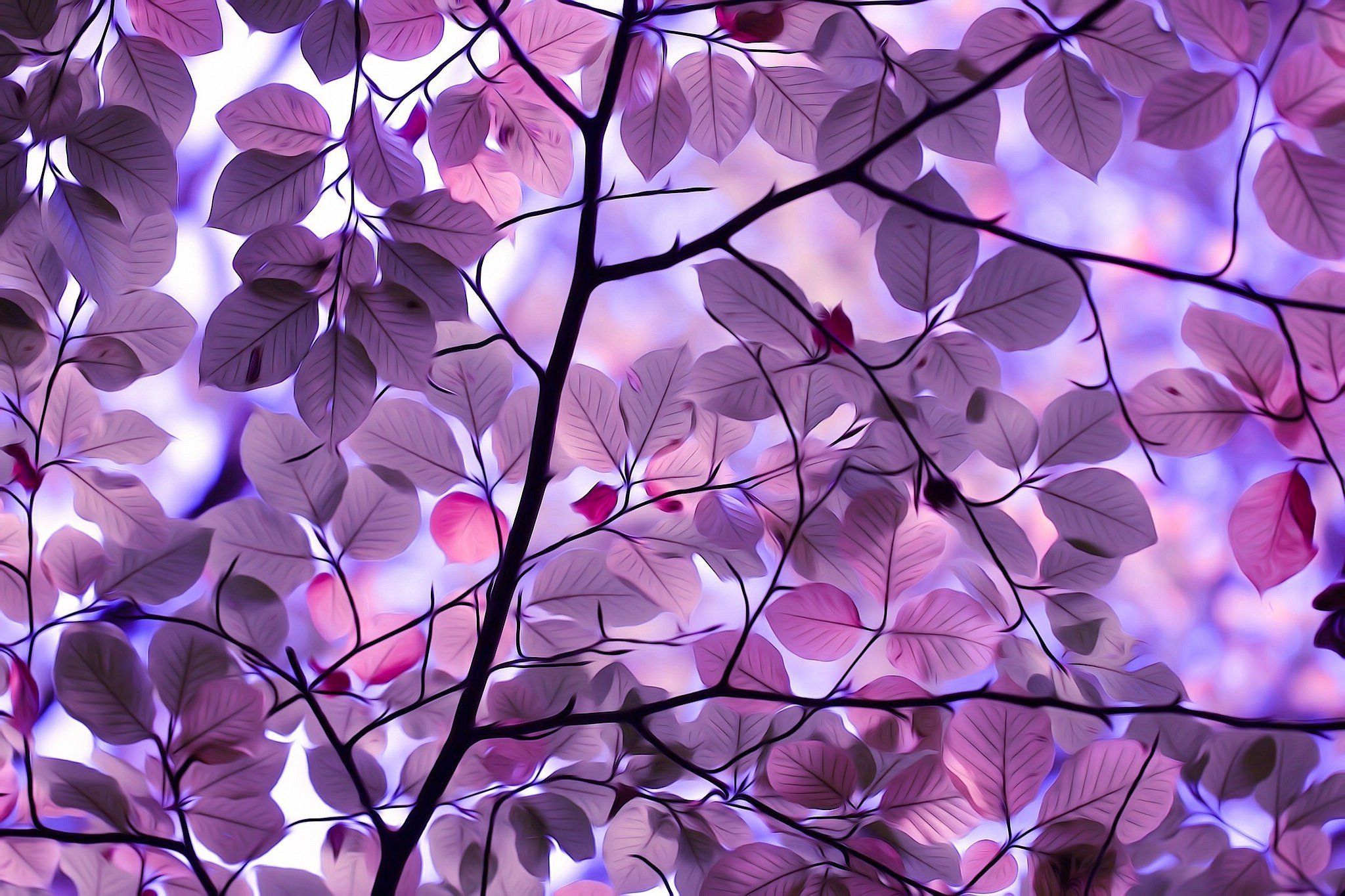 2048x1365 Purple Autumn Wallpaper