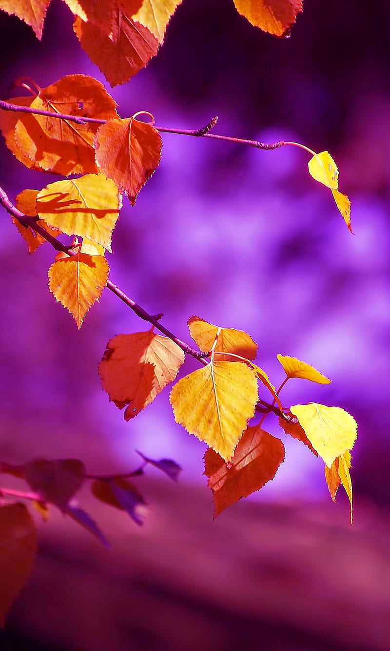 800x1333 Autumn leaves, beauty nature, blue, bokeh, forest, gold leaf, leaf, purple, s HD phone wallpaper
