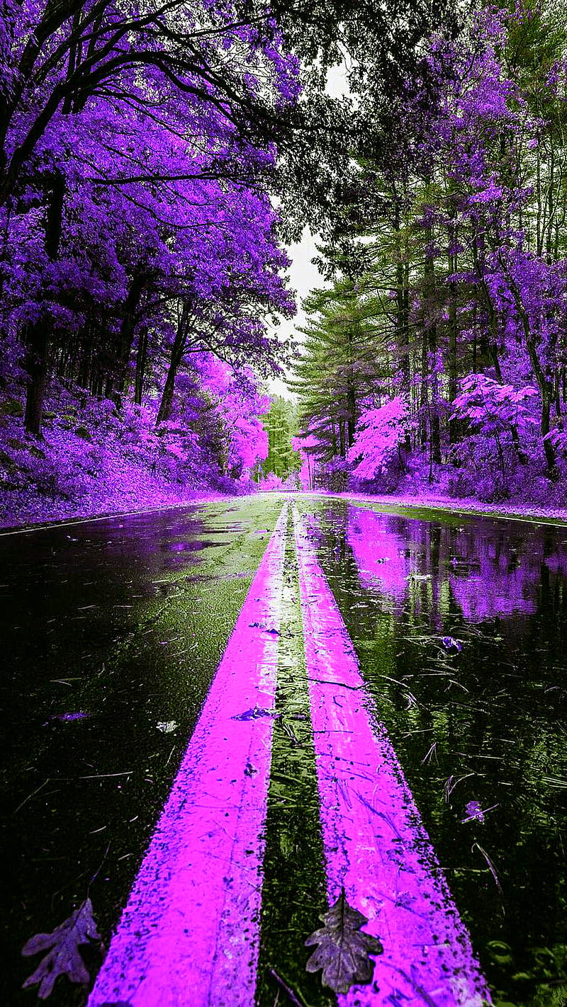 800x1422 HD purple autumn wallpaper