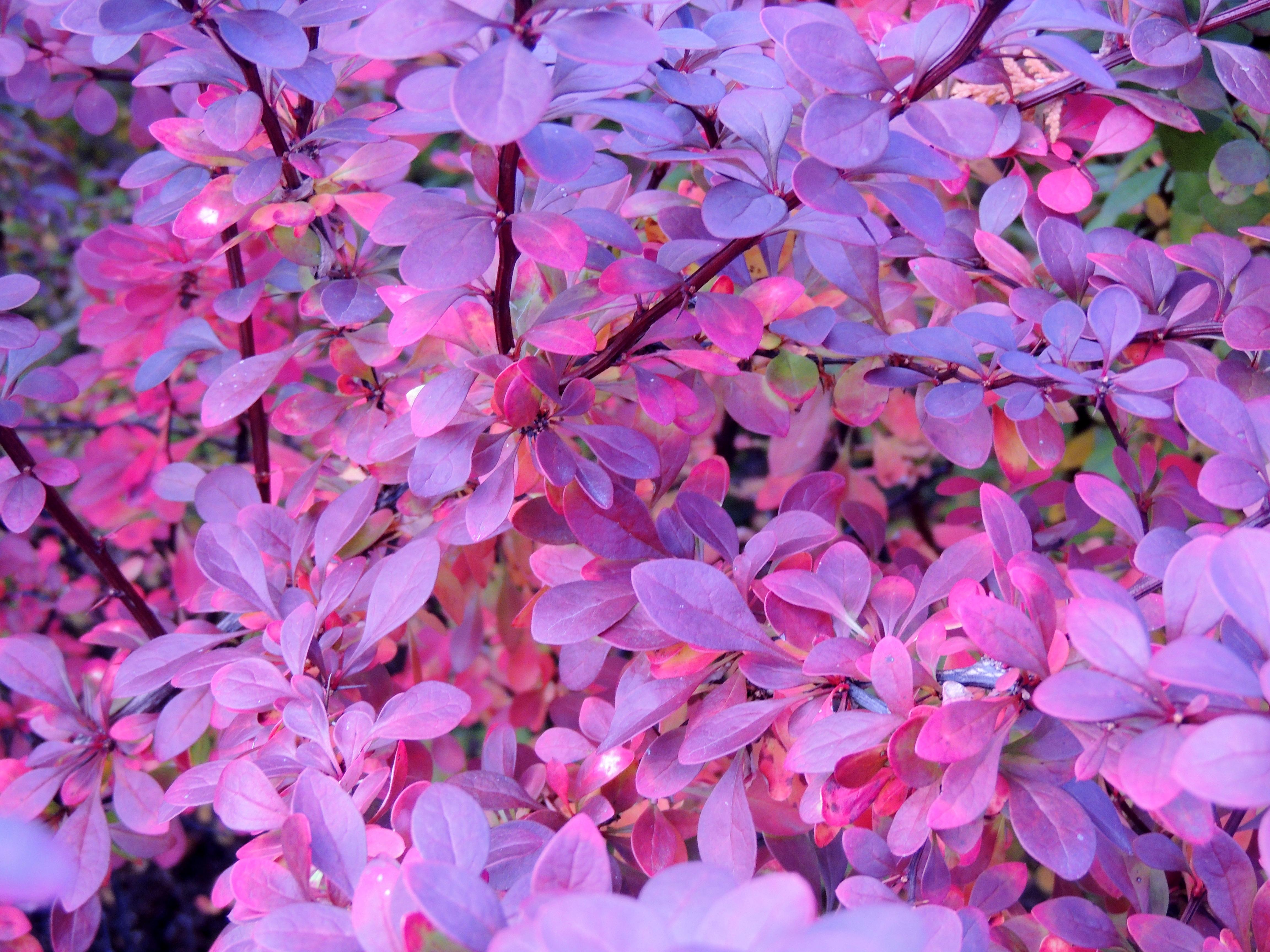 4608x3456 Vibrant Purple Autumn Leaves Close Up