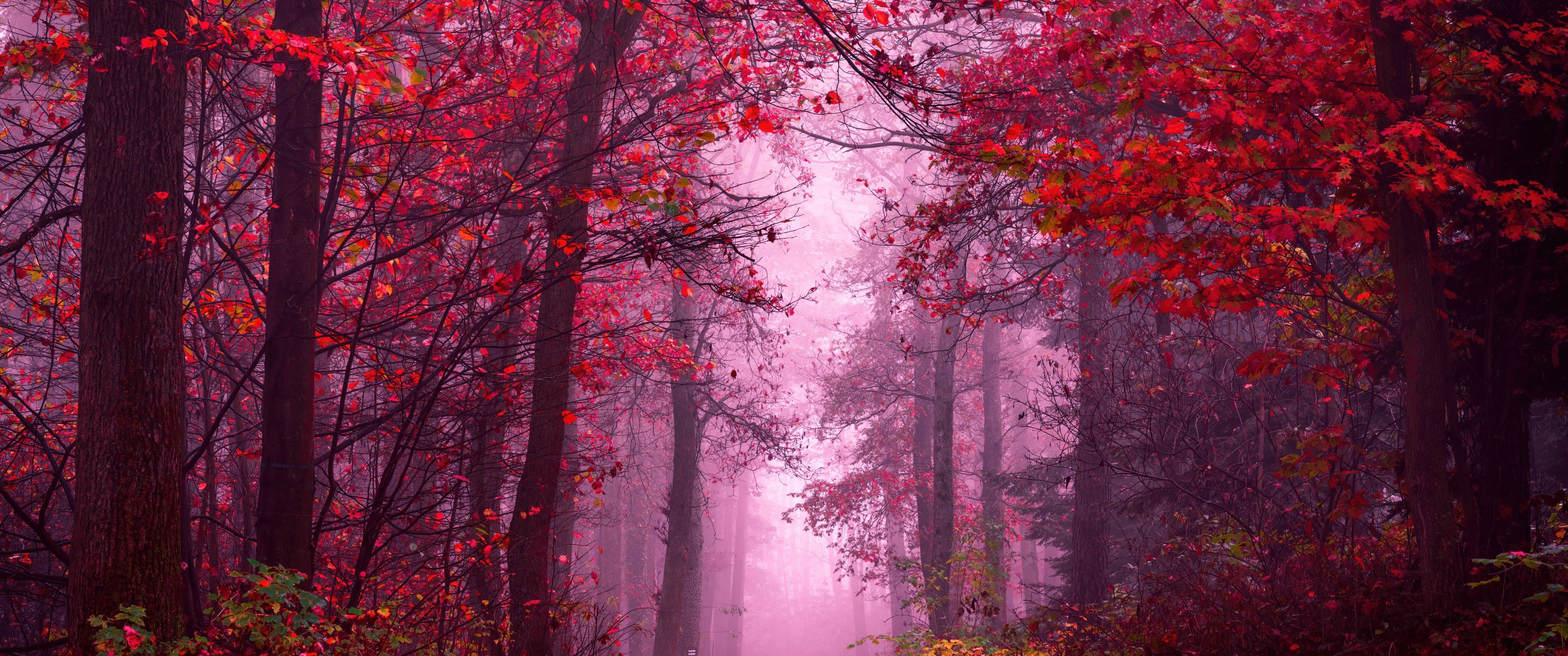 3440x1440 Enchanting Wallpaper 4K, Autumn Forest, Path, Mystical