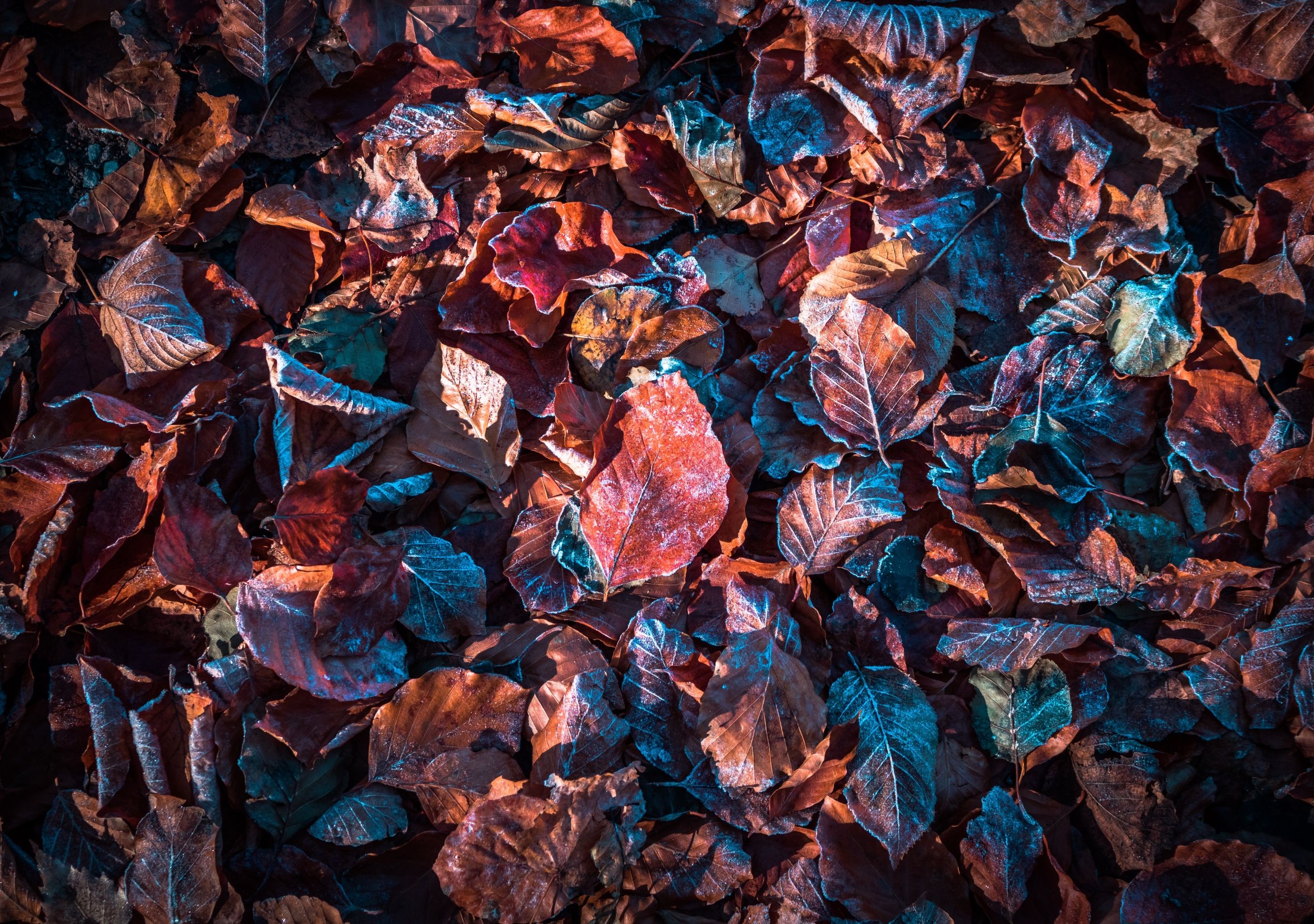 2670x1878 Autumn leaves Wallpaper 4K, Purple, Snow, Frost, Winter