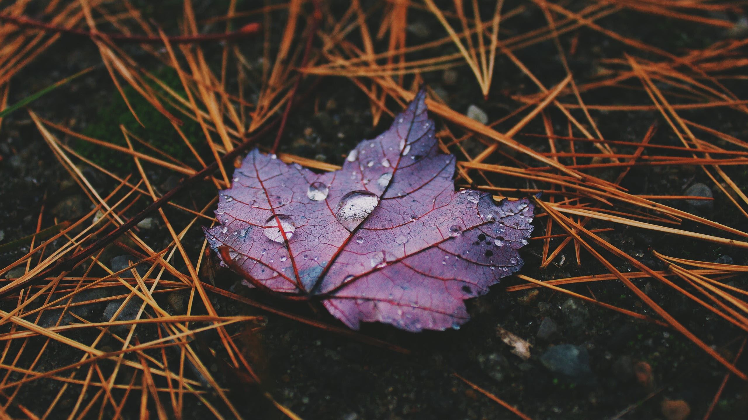 2560x1440 Purple Autumn Leaf With Water Drops HD Autumn Wallpaper