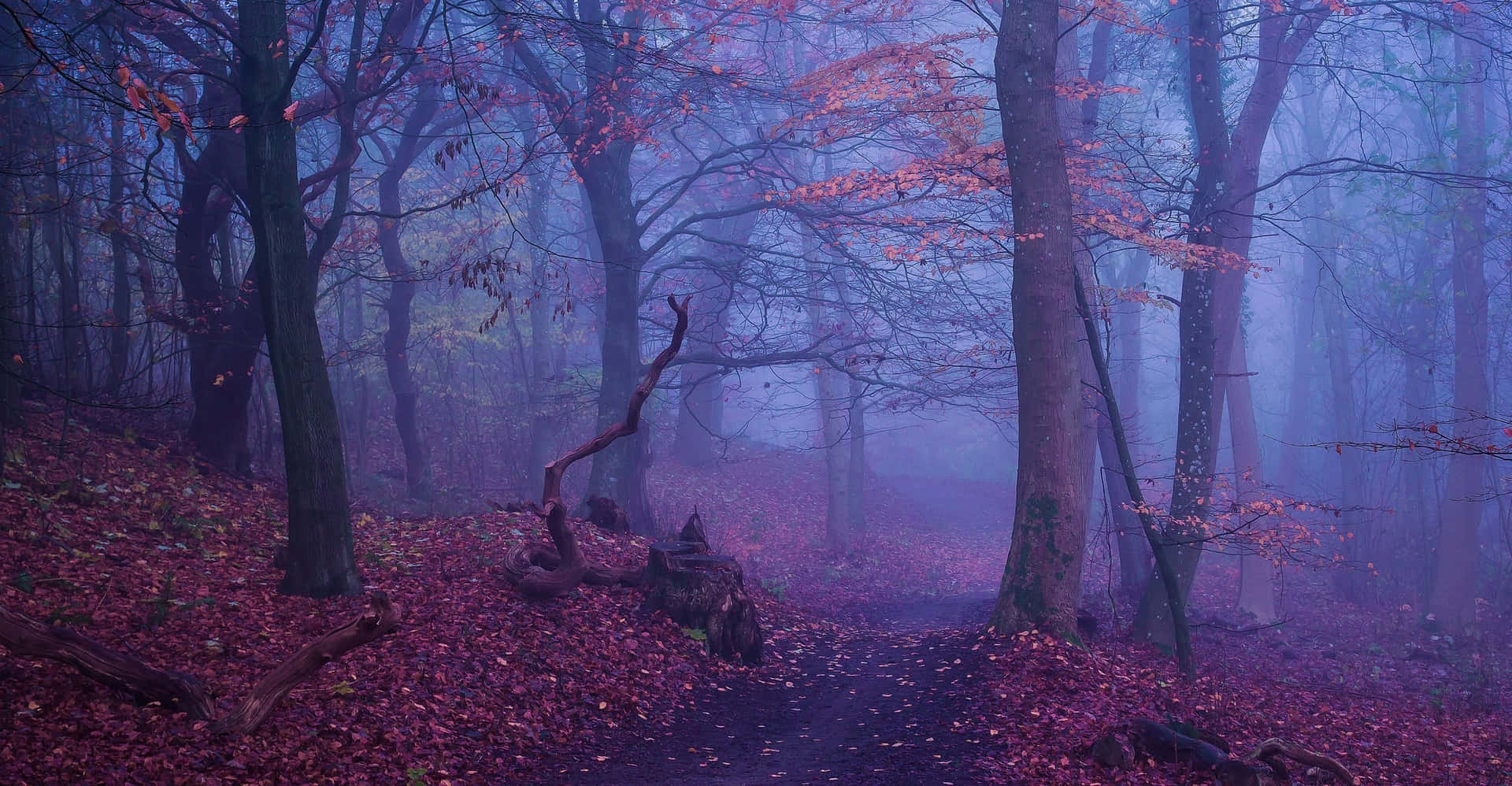 1920x998 Aesthetic Light Purple Autumn Wallpaper