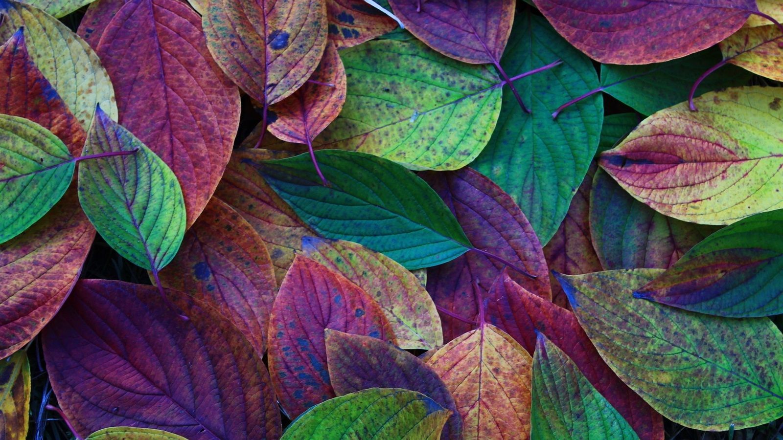 1600x900 Wallpaper Autumn, leaves, green, purple, red 1920x1200 Picture, Image