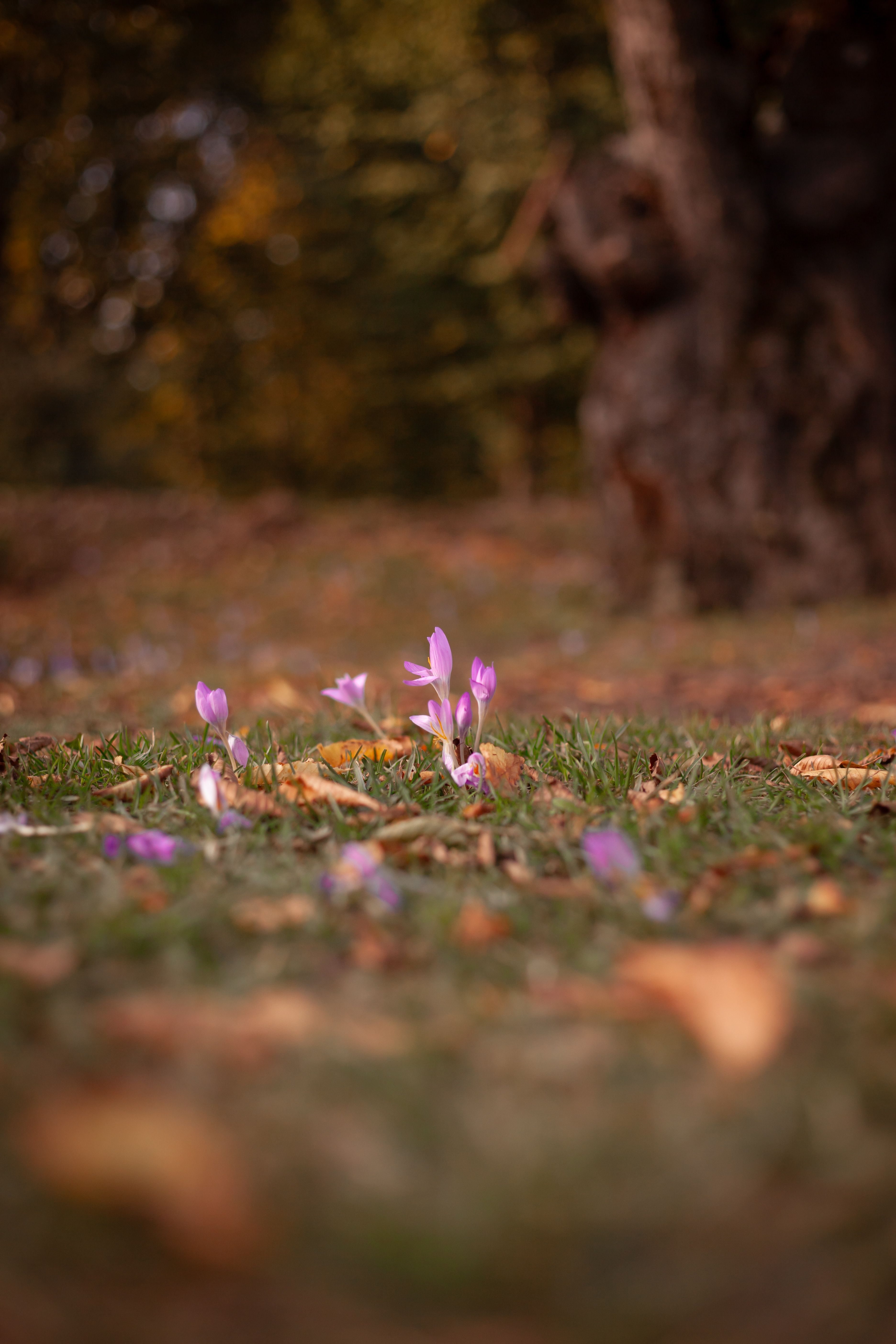 3744x5616 Purple Fall Photo, Download The BEST Free Purple Fall & HD Image