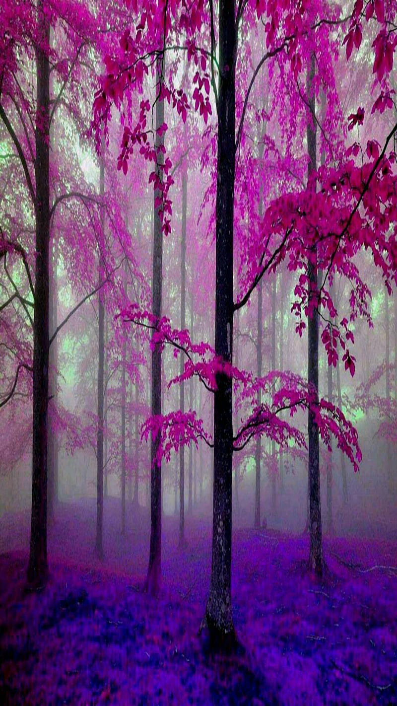 800x1422 Autumn in pink purpl, in pink purpl, HD phone wallpaper