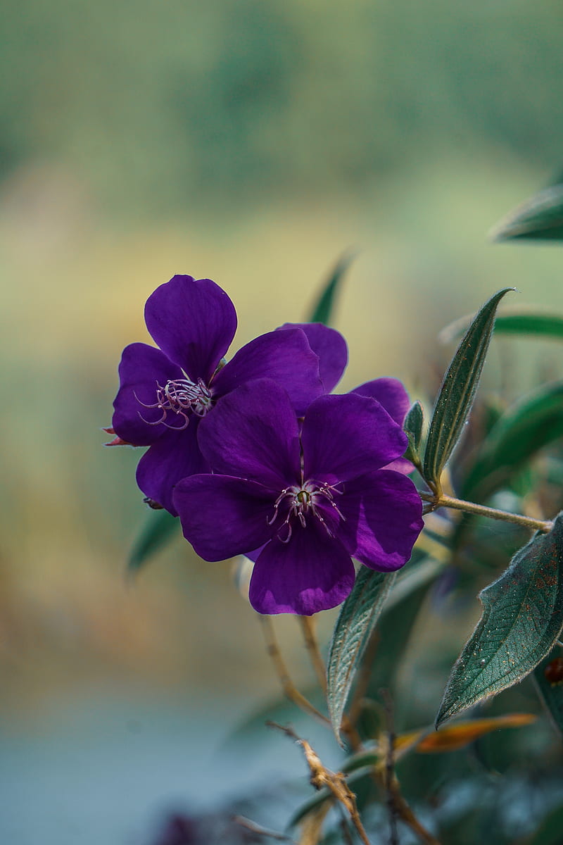 800x1200 Flowers by El, autumn, garden, jasmine, nature, purple, romance, rose, HD phone wallpaper