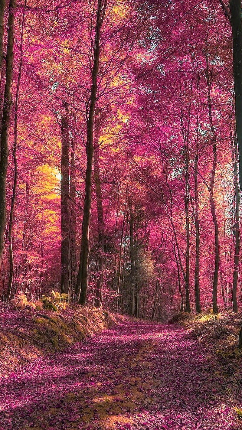 800x1422 Forest, autumn, dark pink, fall, leaves, nature, trees, HD phone wallpaper