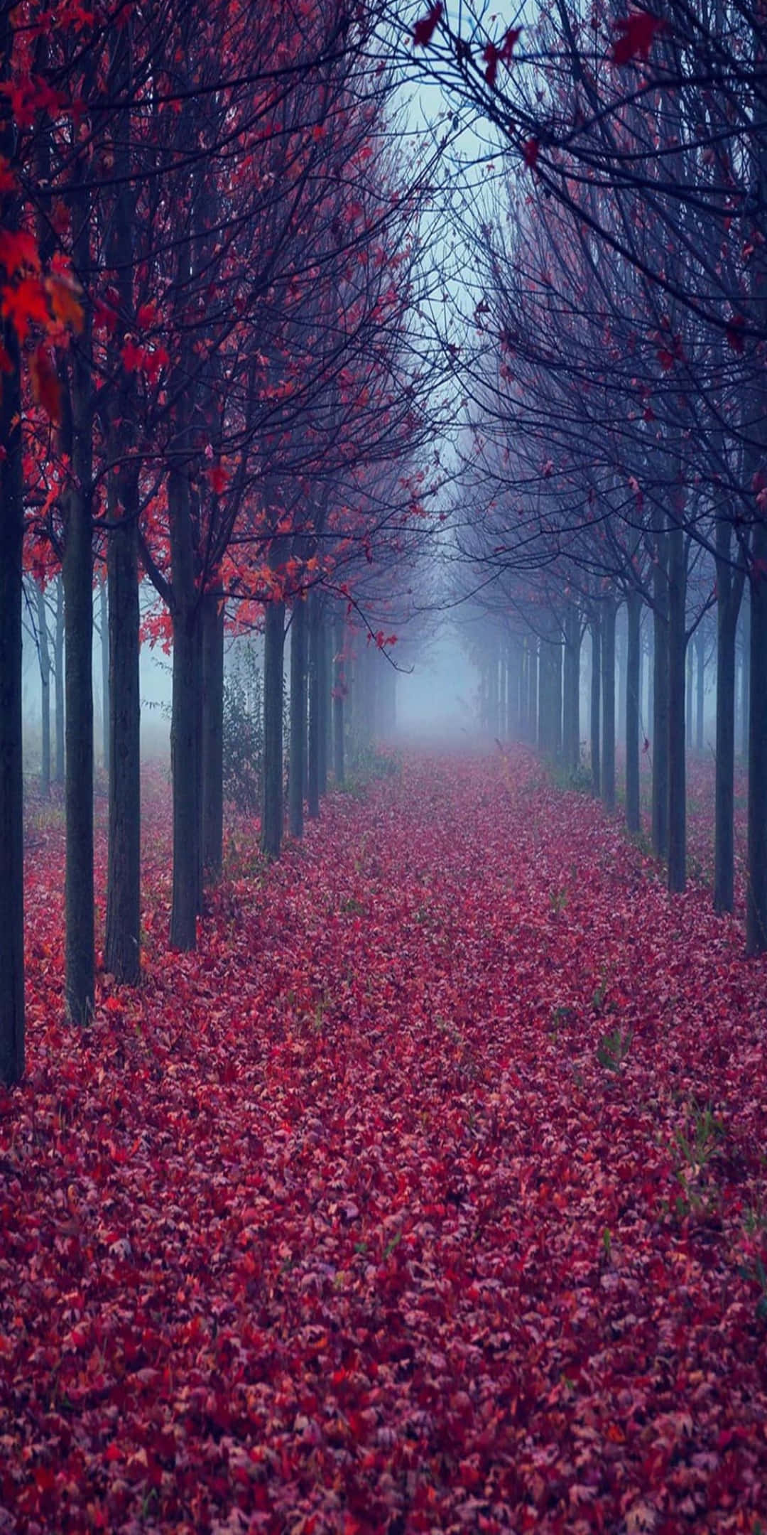 1080x2160 Download Enjoy the beauty of Autumn with the Google Pixel 3 Background