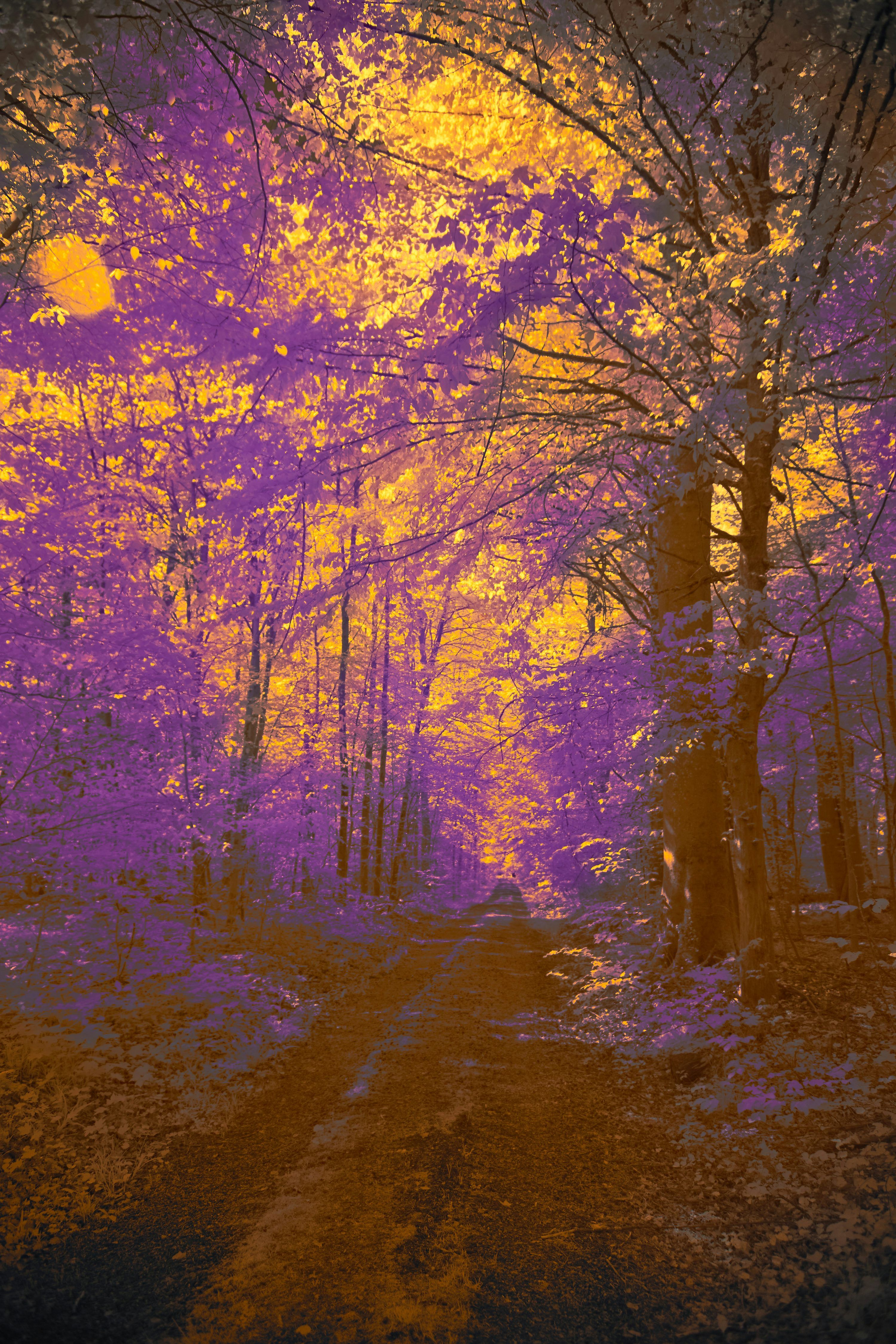 3000x4500 A sunlit forest path with purple and gold foliage