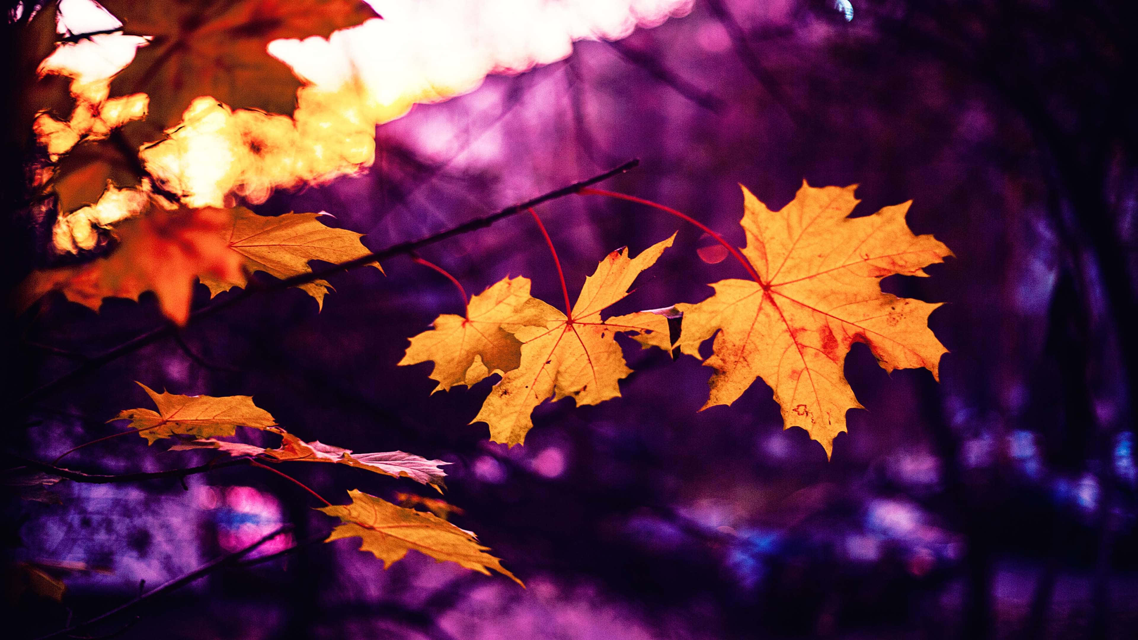 3840x2160 Download Fall Scenes Close Up Leaf Wallpaper