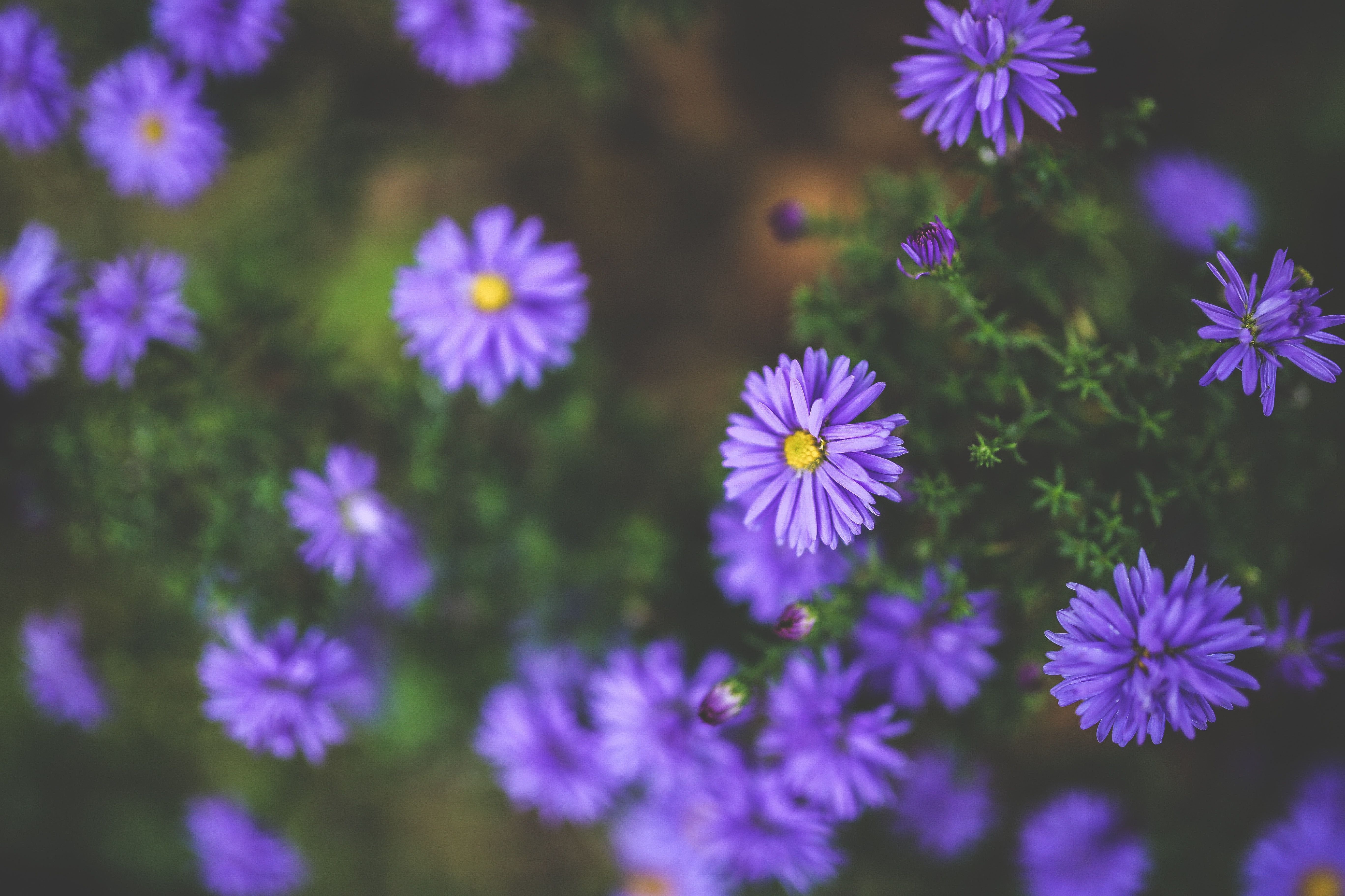 5472x3648 Free photo: Purple flowers, Blooming, Color