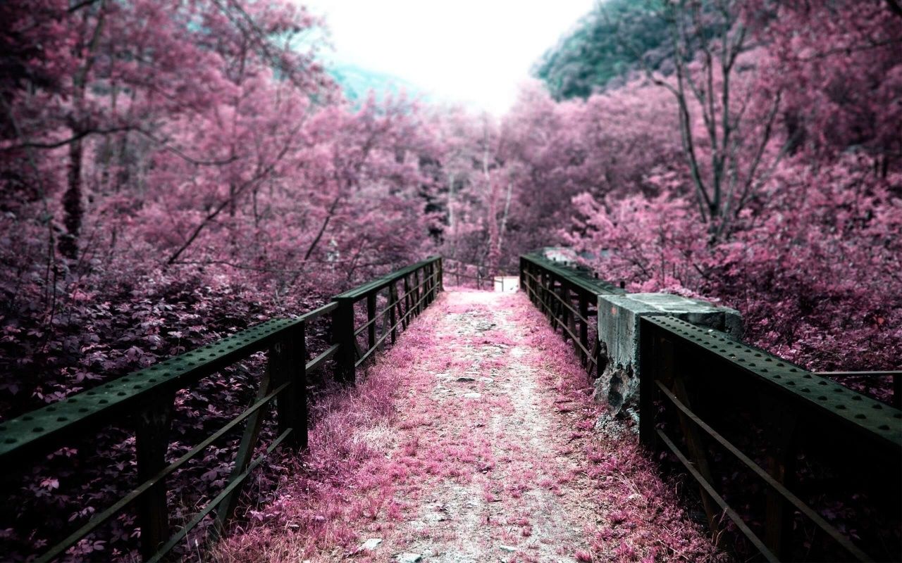 1280x800 Pink Autumn 4K UHD Wallpaper for UltraHD Desktop and TV : Dual Monitor : Smartphone and Tablet Devices