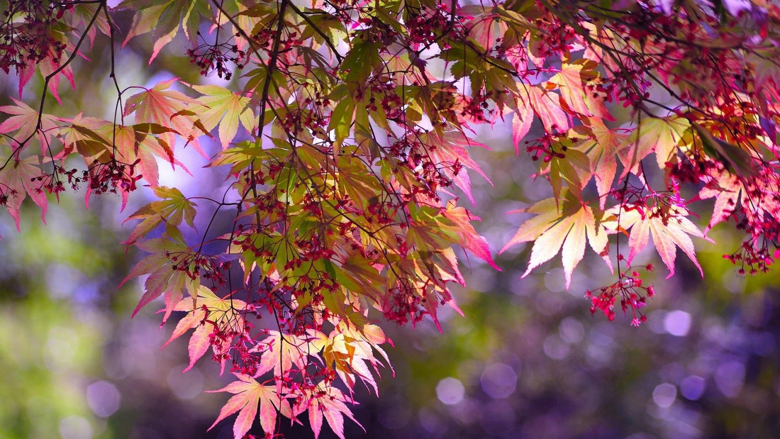 1600x900 Pink Green Autumn Leaves Branches In Purple Bokeh Blur Background HD Nature Wallpaper