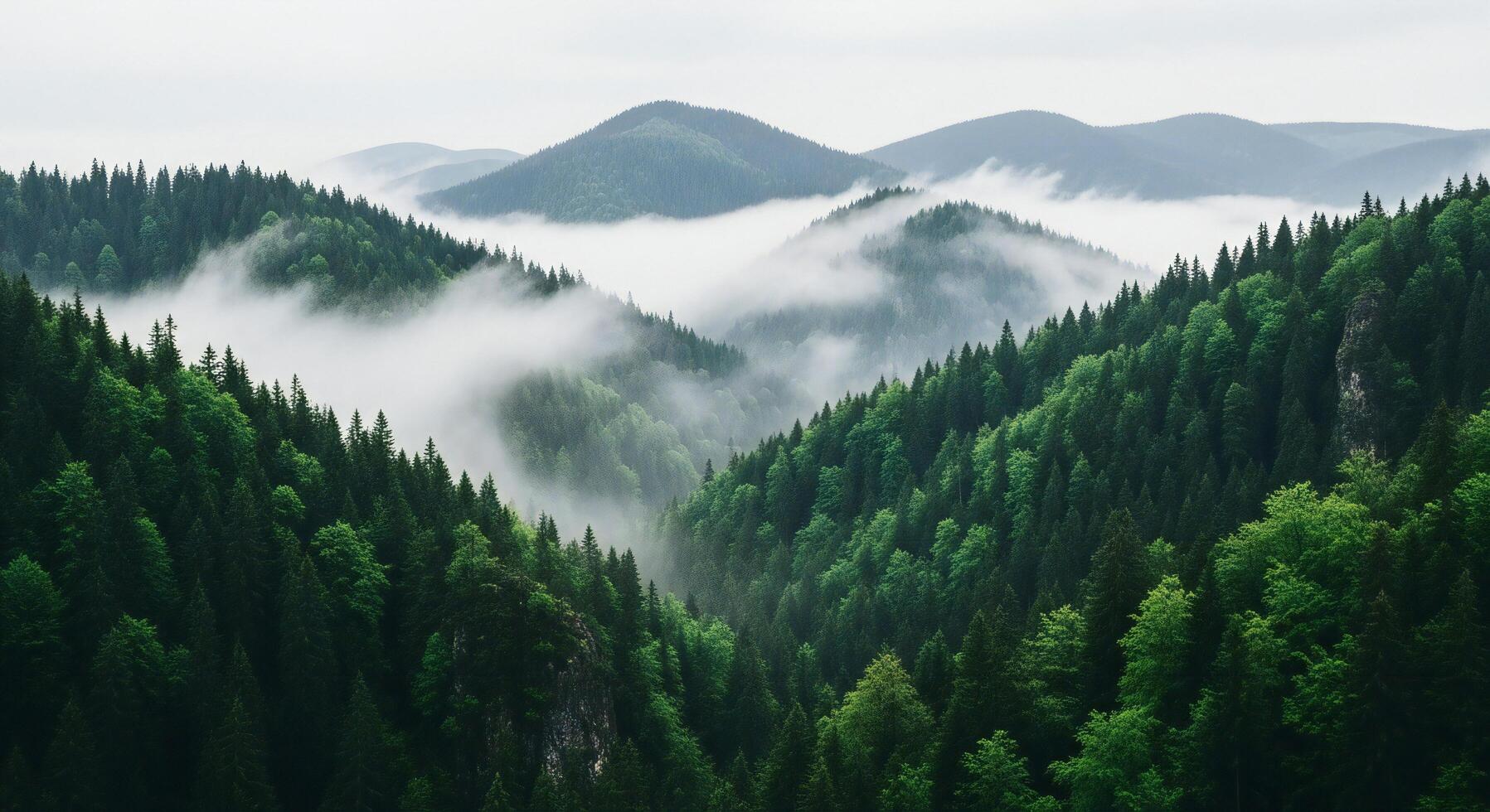 1797x980 Nature background, Nature wallpaper, Dense evergreen forest hills covered in thick swirling mist under a cloudy sky