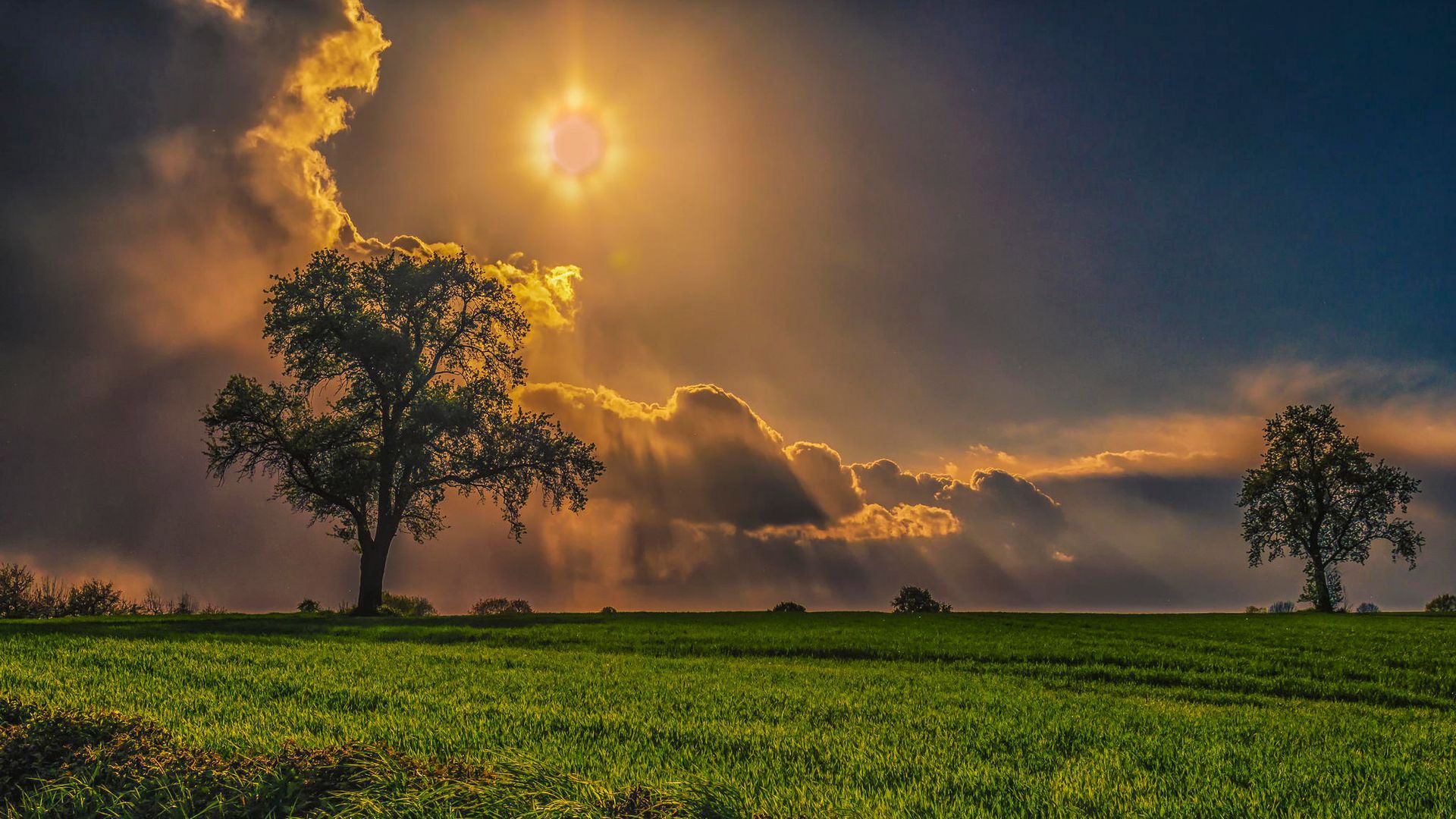 1920x1080 Grass Field Tree Under Black Yellow Cloudy Sky HD Nature Wallpaper