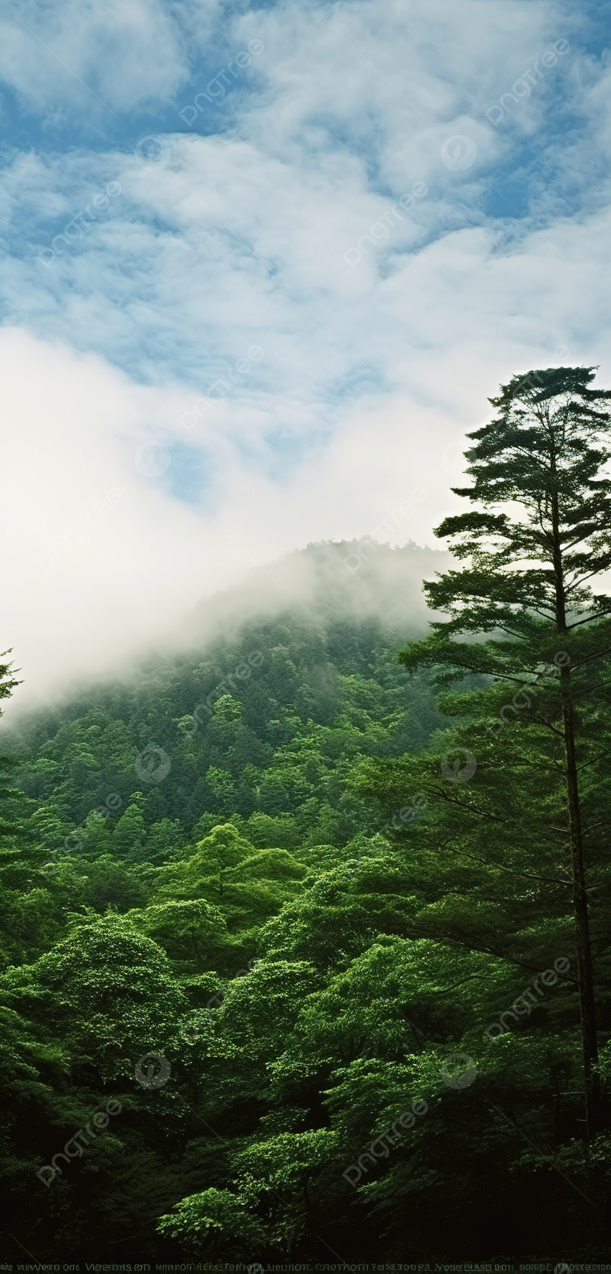 1200x2502 A Mountain Forest Under A Cloudy Sky With Trees And Greenery Photo And Picture For Free Download