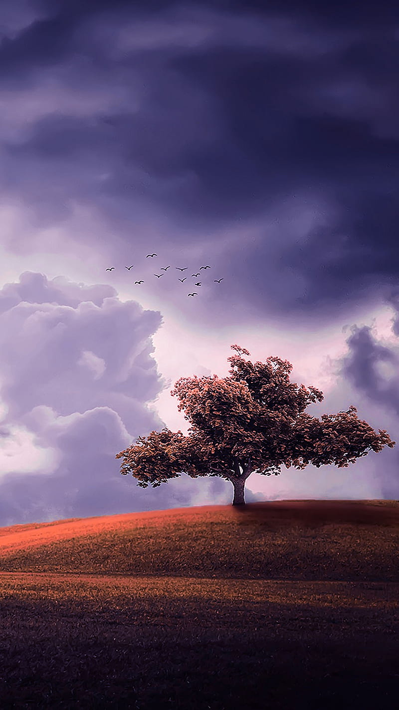 800x1422 Tree on hill, cloud, clouds, cloudy, nature, sky, HD phone wallpaper