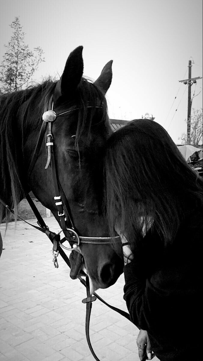 676x1200 Horse Riding Aesthetic: Stunning Photo of Black Horses. Dark horse picture, Black beauty horse wallpaper, Black horse wallpaper iphone