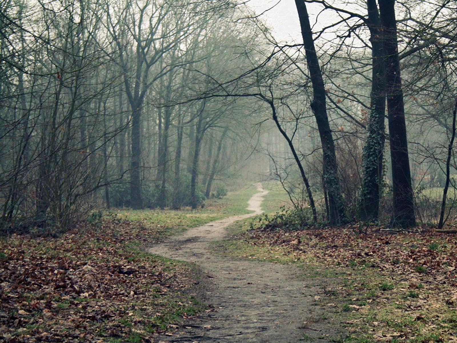 1600x1200 Twilight Forest. Tag: Twilight Forest Wallpaper, Image, Photo, Picture and. Forest wallpaper, Wallpaper earth, Autumn forest