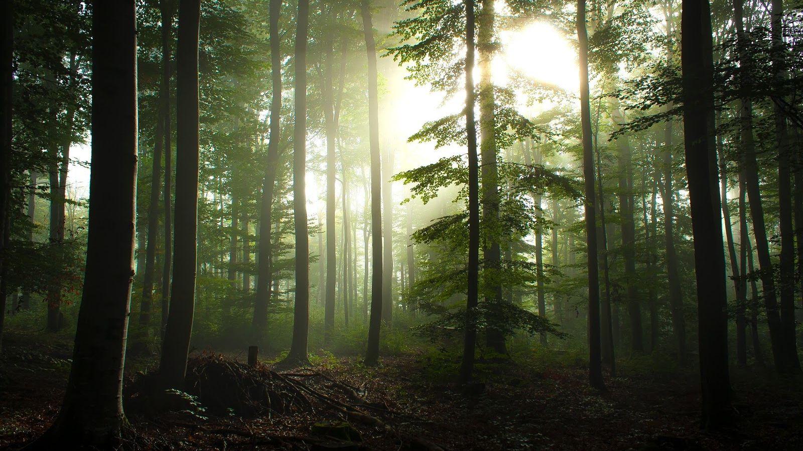 1600x900 Forest Wallpaper Twilight Dark .