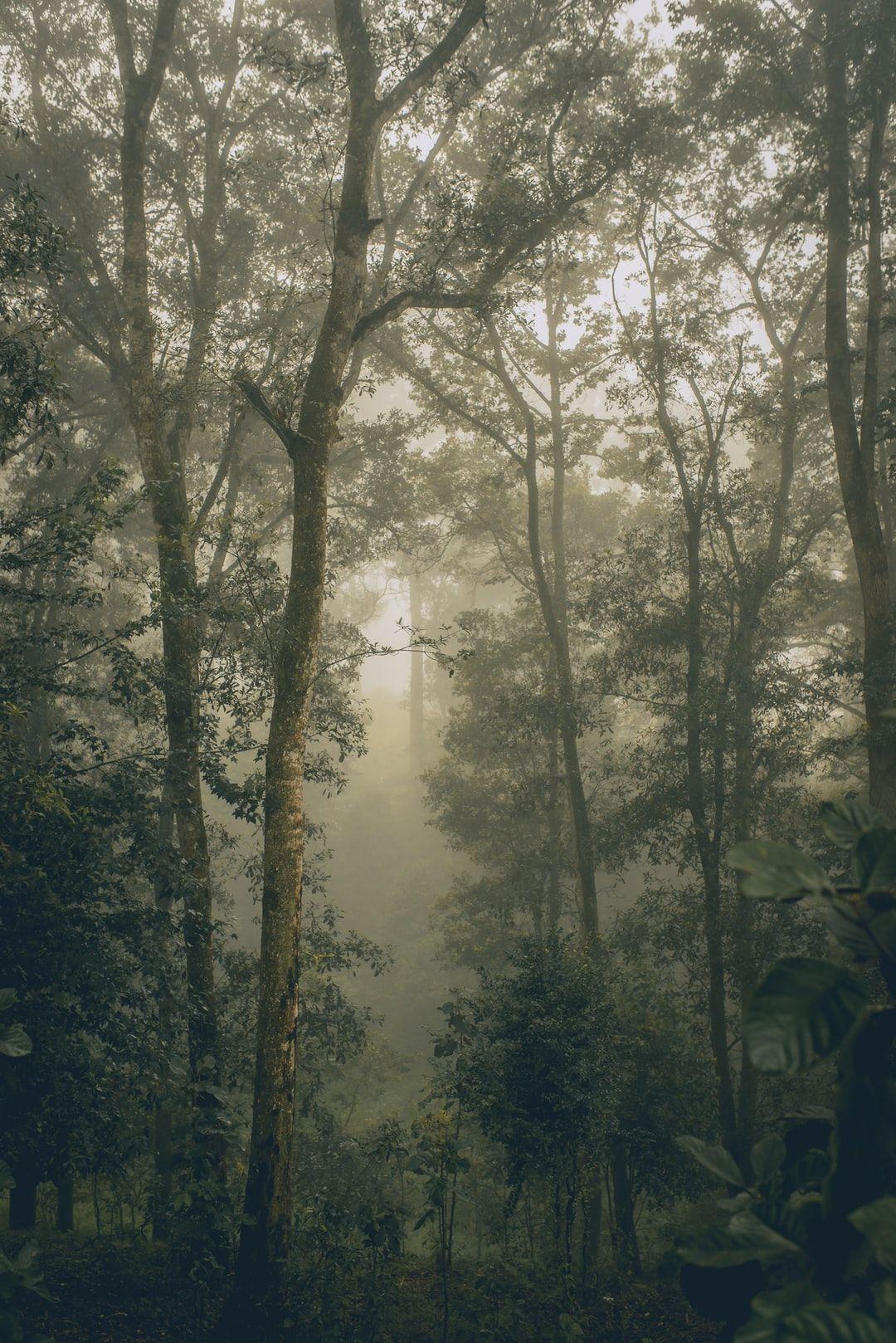 1080x1618 twilight photography of green leafed forest photo