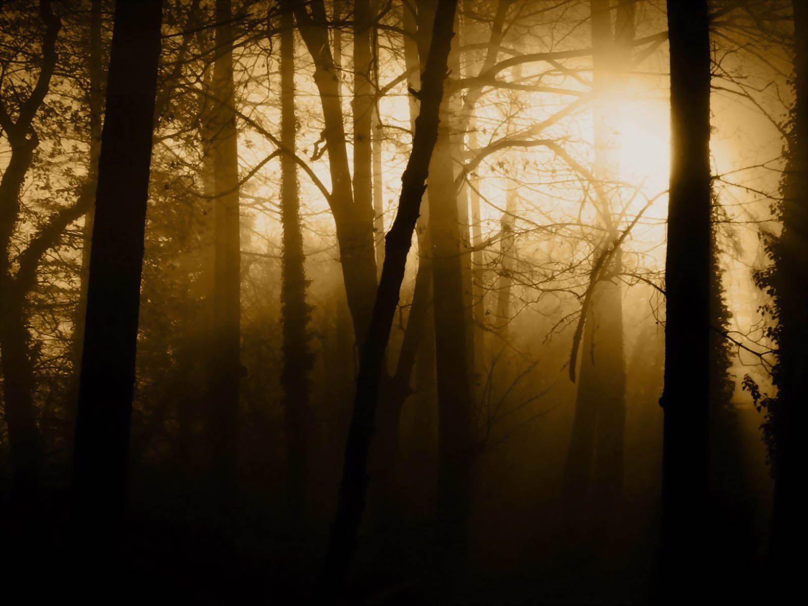 1600x1200 Free download wallpaper Twilight Forest [1600x1200] for your Desktop, Mobile & Tablet. Explore Twilight Desktop Wallpaper. Free Twilight Wallpaper, Twilight Saga Wallpaper, Eclipse Wallpaper