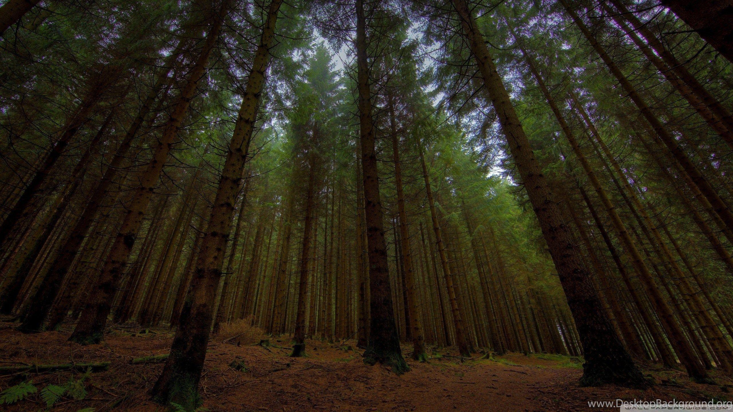 2560x1440 Twilight Forest, Beautiful, 2560x1440 HD Wallpaper And FREE Stock. Desktop Background