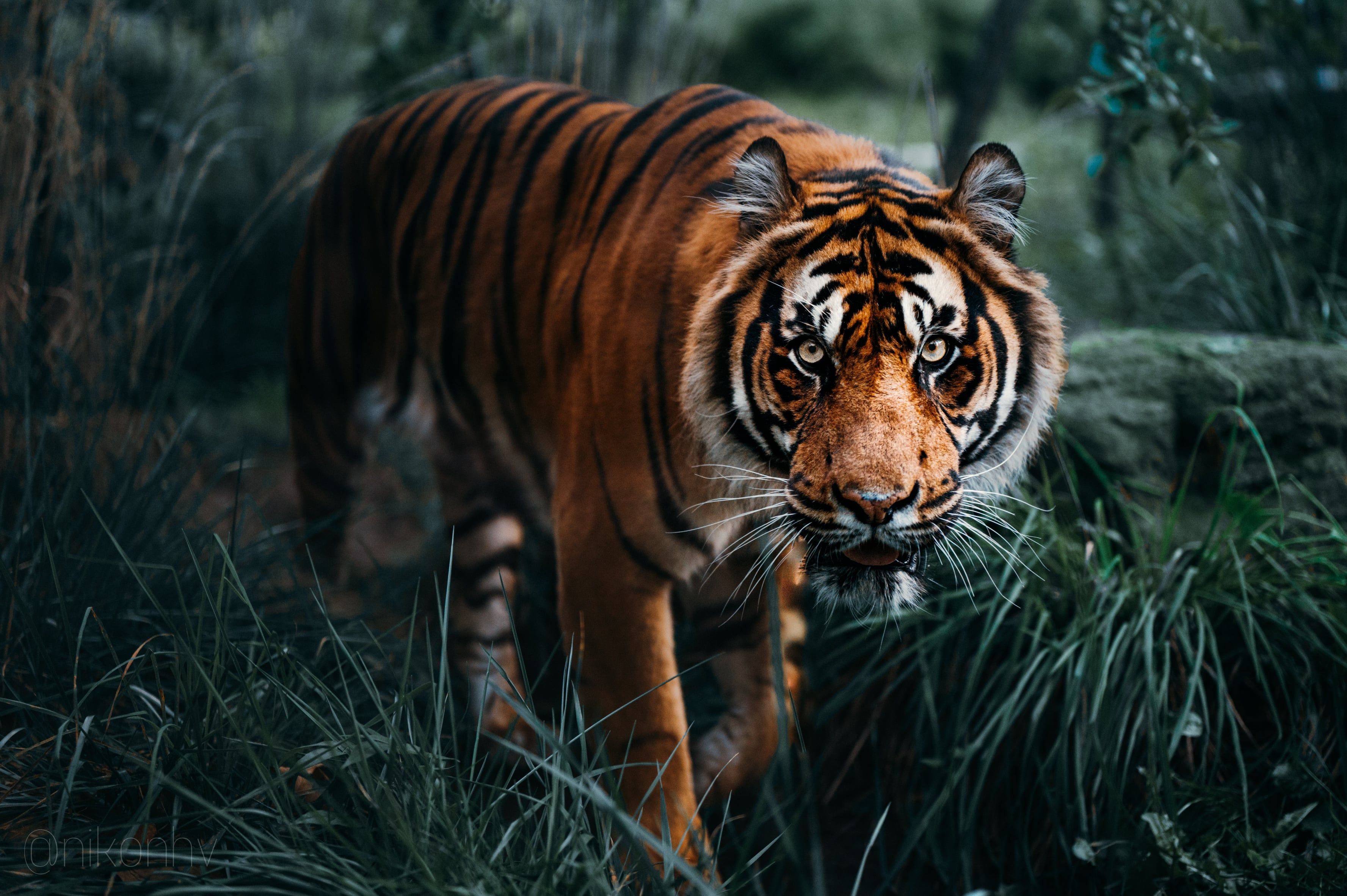 3553x2364 Shere Khan, The Sumatran Tiger. [3553x2364] (OC)