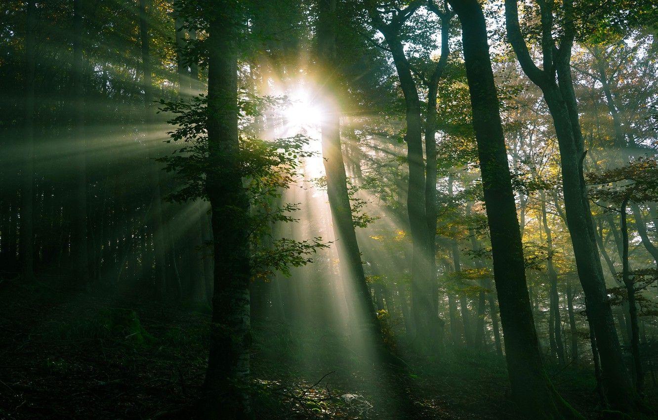 1332x850 Wallpaper greens, forest, the sun, rays, light, foliage, twilight image for desktop, section пейзажи