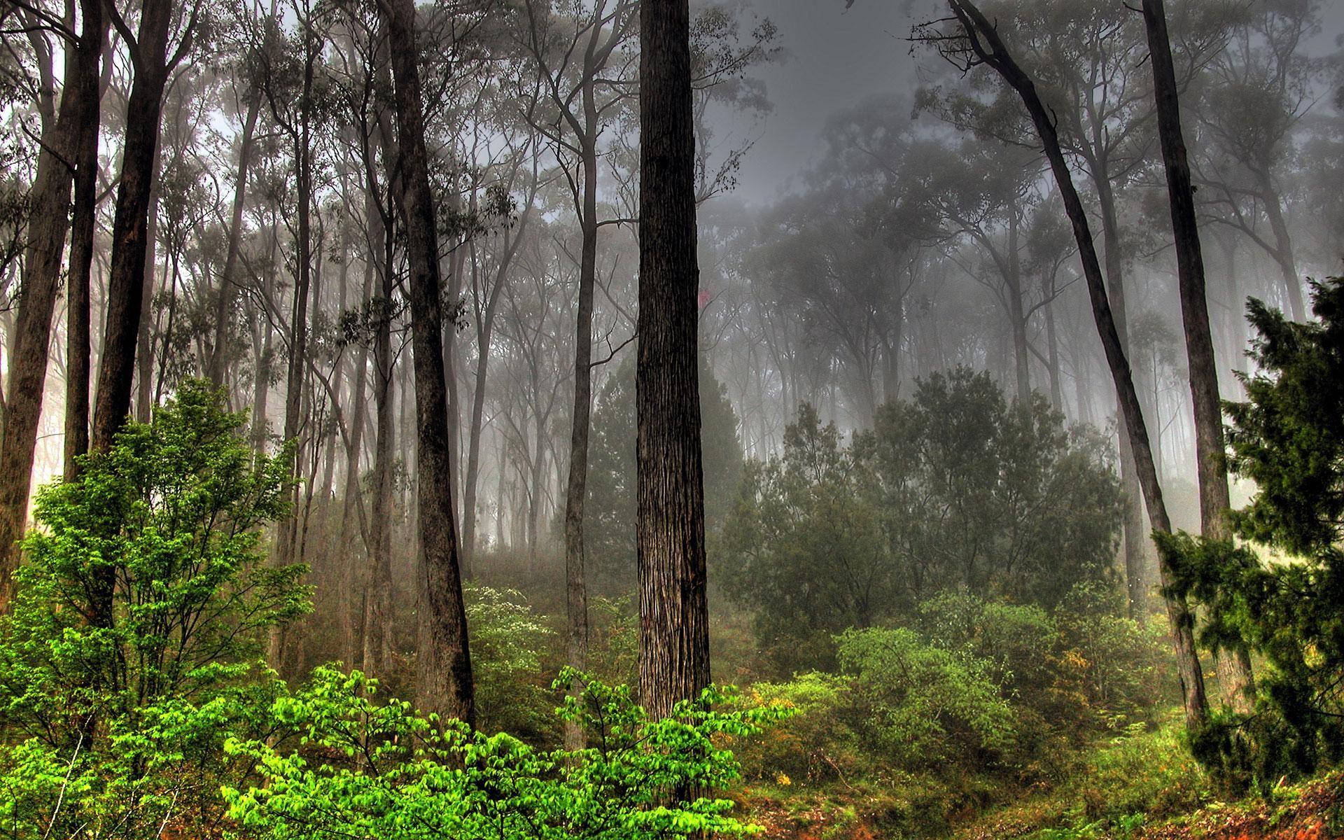 1920x1200 twilight forest wallpaper cool Desktop Wallpaperk HD