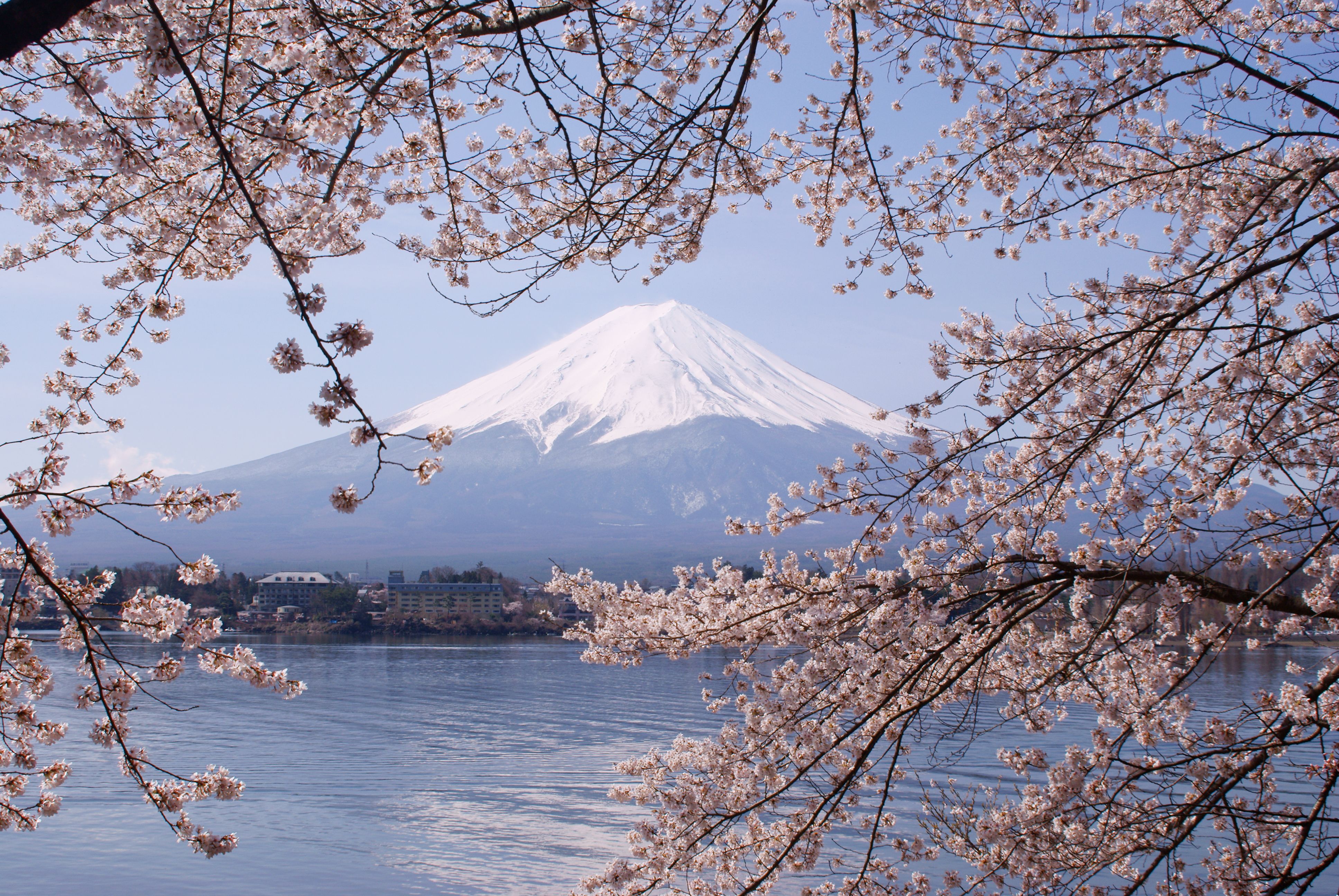 3872x2592 Lake Kawaguchiko Sakura Mount Fuji