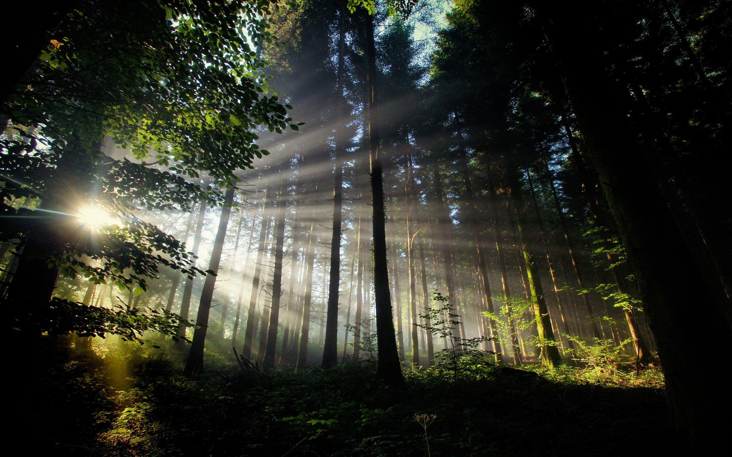 2560x1600 dark, Forest Wallpaper HD / Desktop and Mobile Background