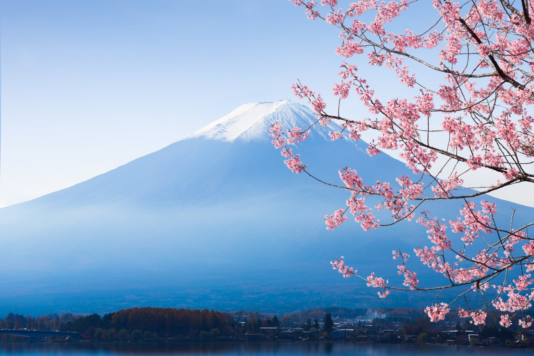 2048x1365 Sakura at Lake Kawaguchiko